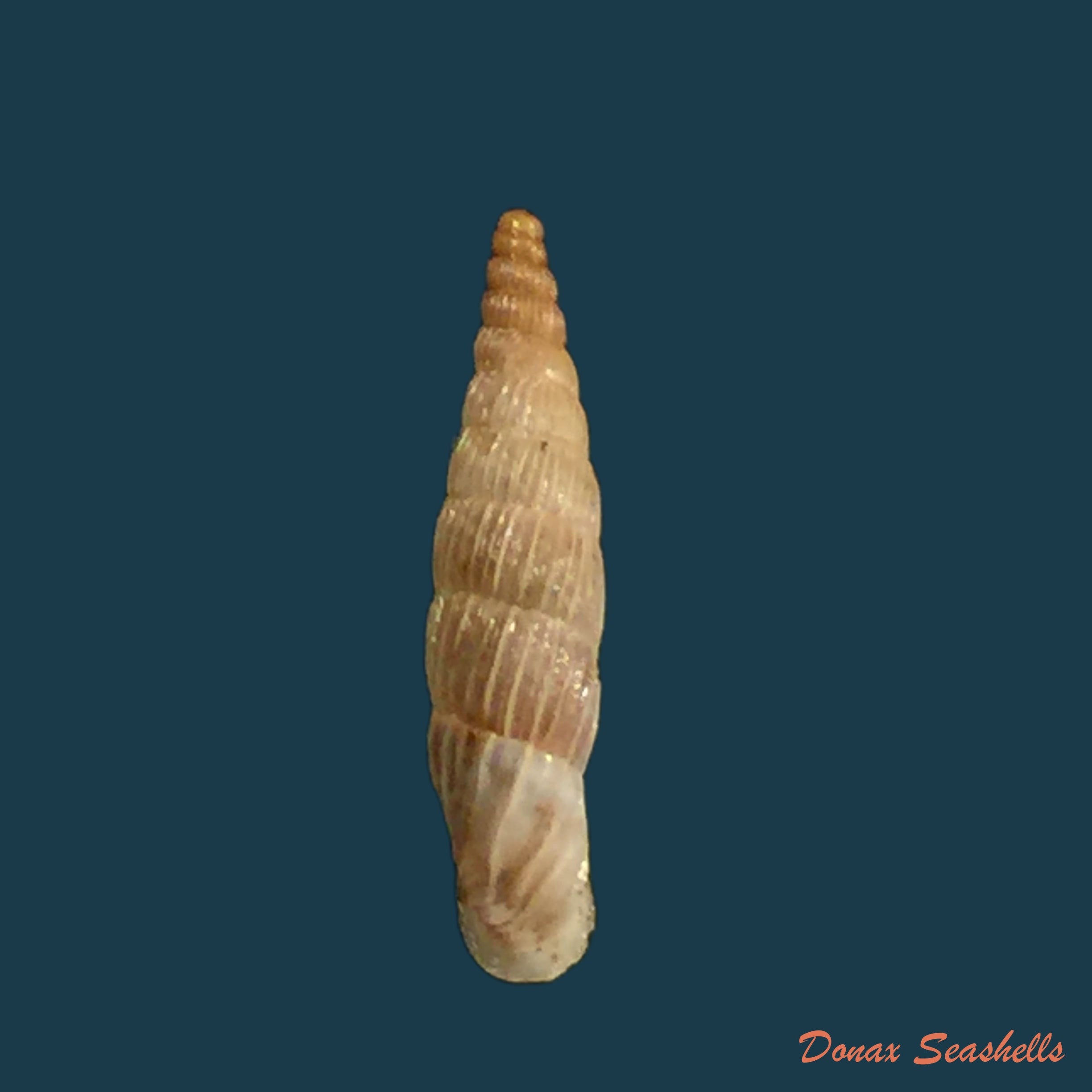 copia-de-albinaria-lerosiensis-pfeiffer-1841-15-7mm-2