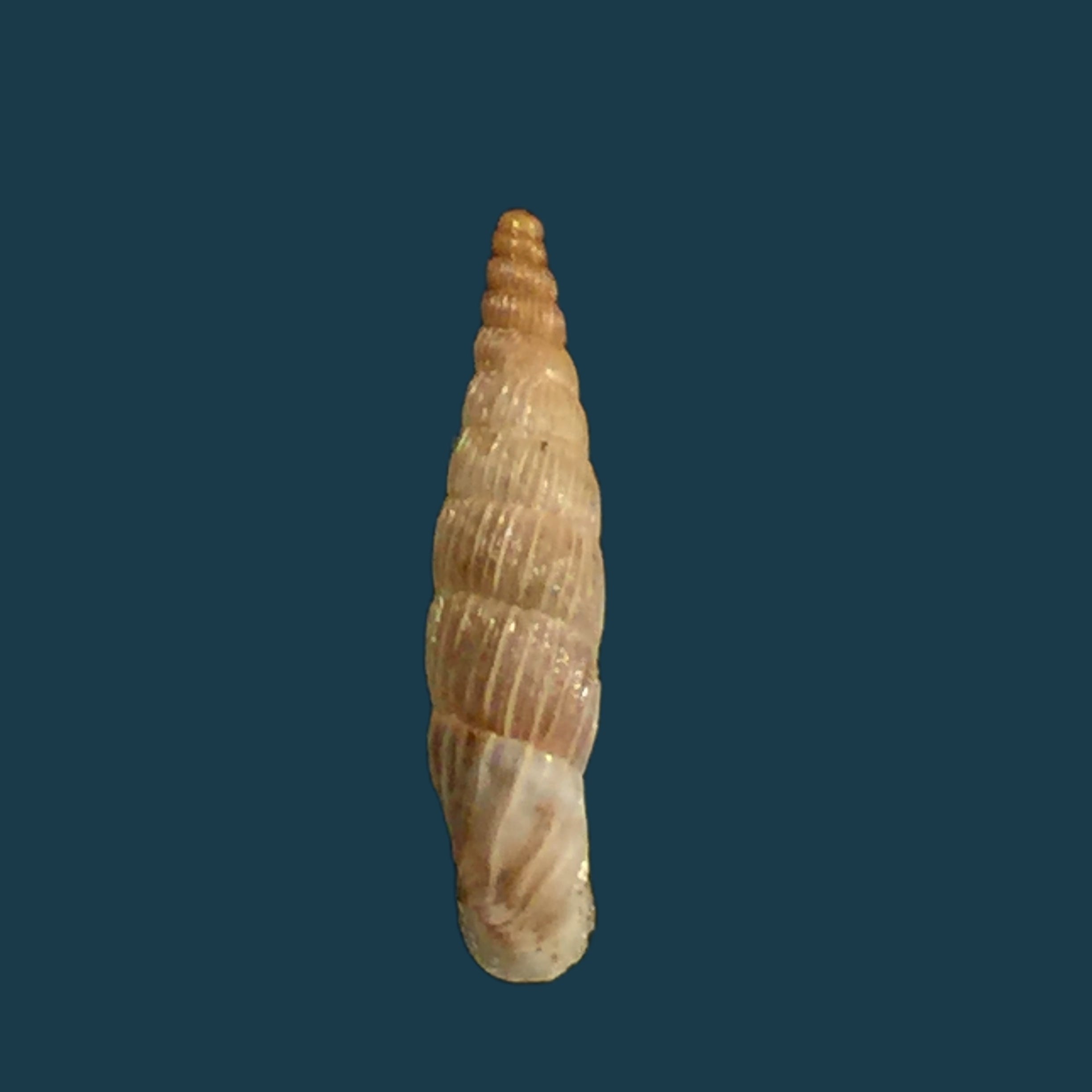 Albinaria lerosiensis (Pfeiffer, 1841) - 16,7毫米
