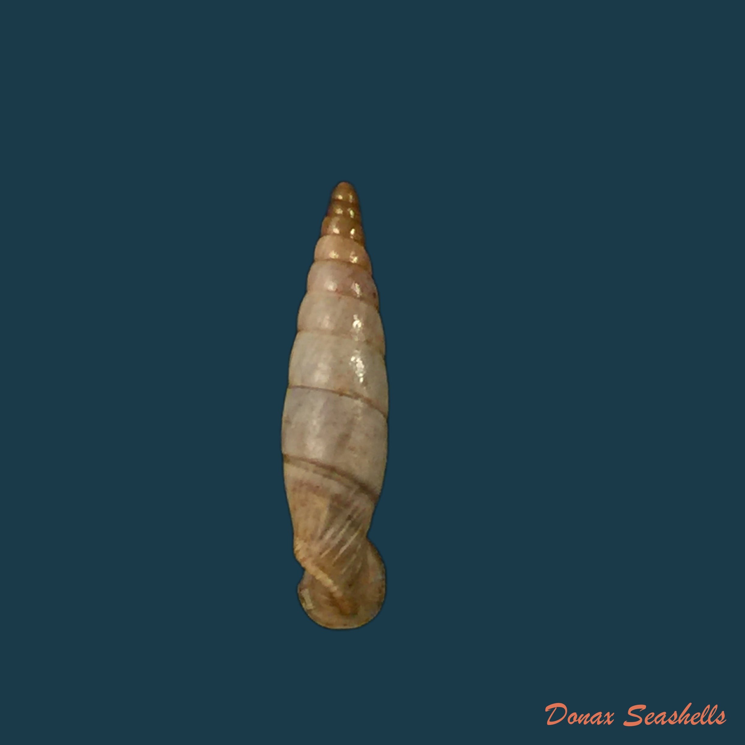 copia-de-albinaria-lycica-phaselis-nordesick-1993-16-3mm