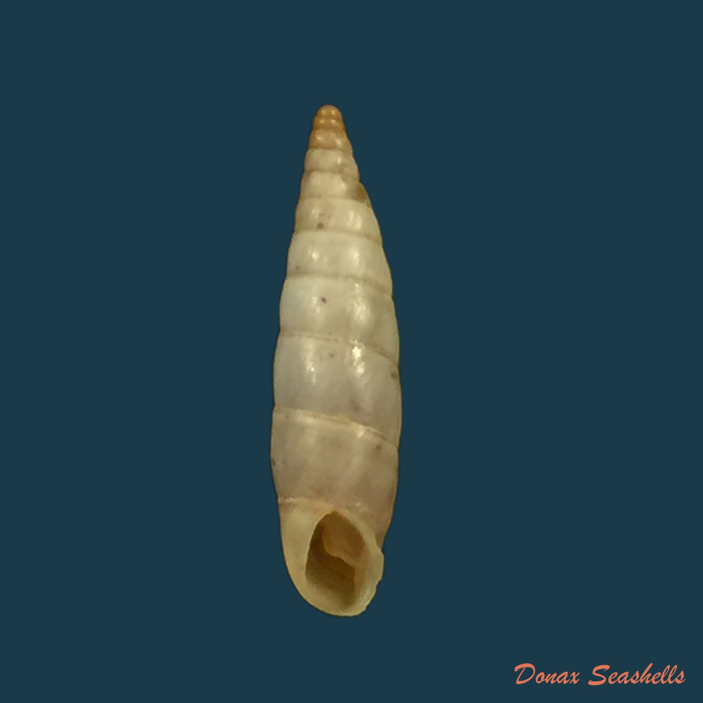 copia-de-albinaria-nivea-cathara-westerlund-1894-18-9mm