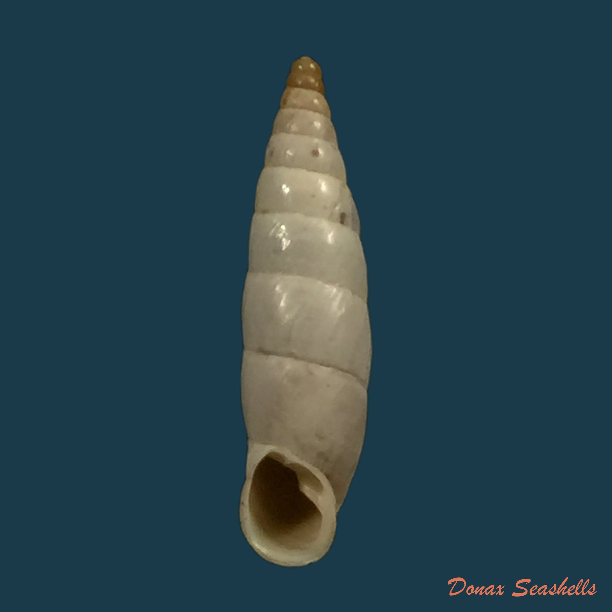 copia-de-albinaria-nivea-cathara-westerlund-1894-21-8mm