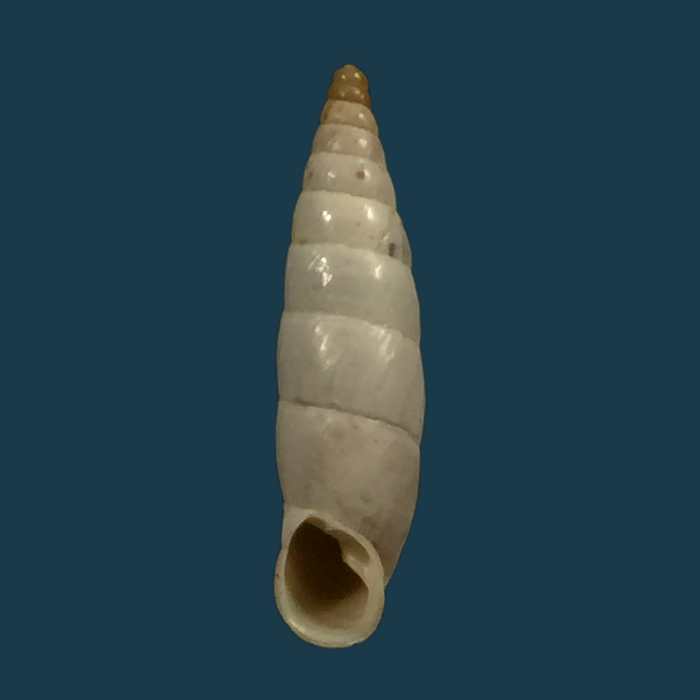 Albinaria nivea cathara (Westerlund, 1894) - 18,9mm
