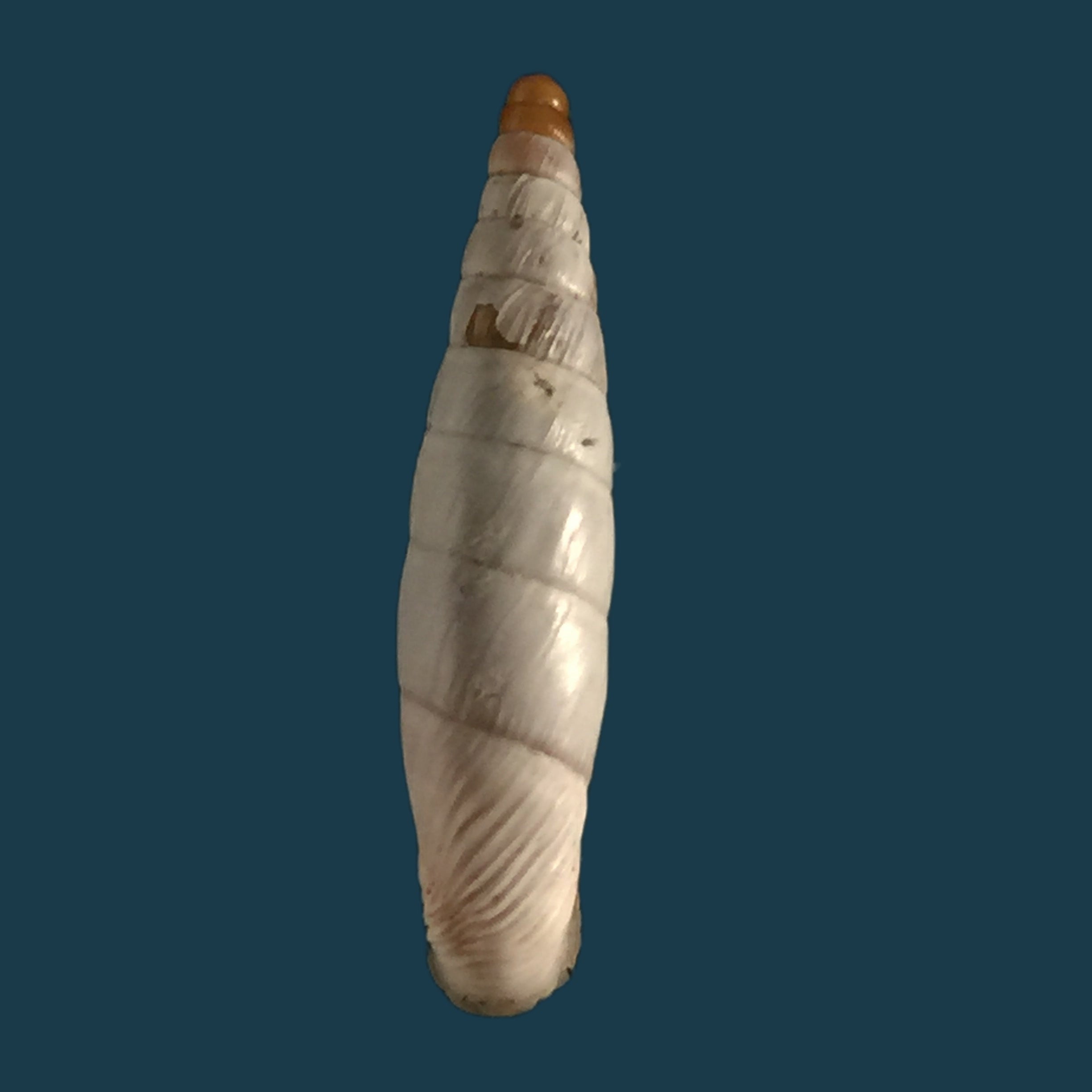 Albinaria niveamessenica (E. von Martens, 1876) - 15,5mm
