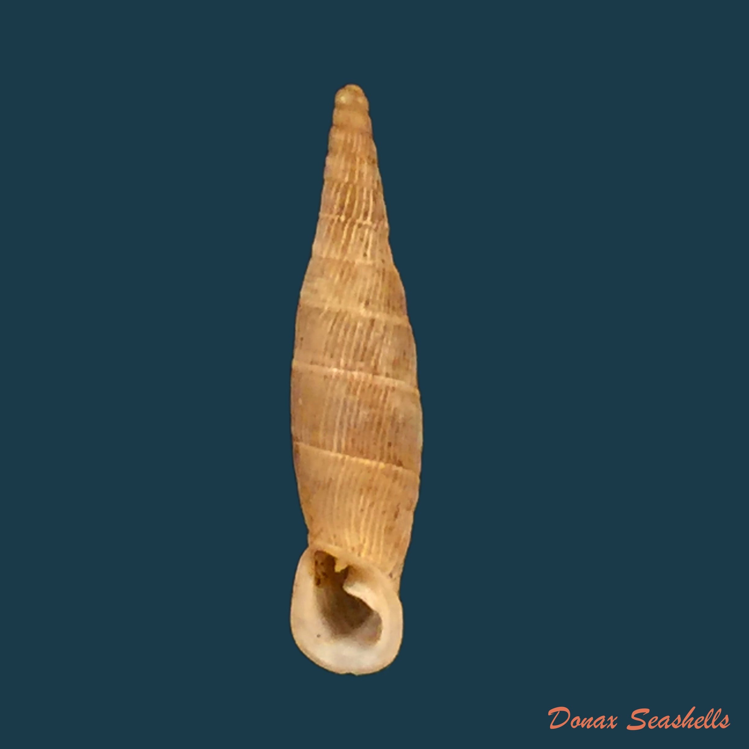 copia-de-albinaria-olivieri-roth-1839-17-3mm