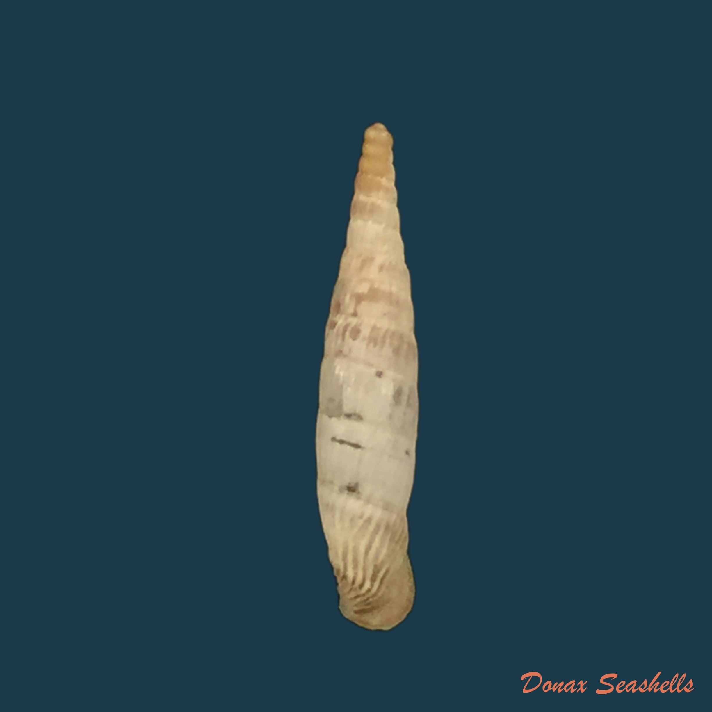 copia-de-albinaria-olivieri-roth-1839-18-4mm