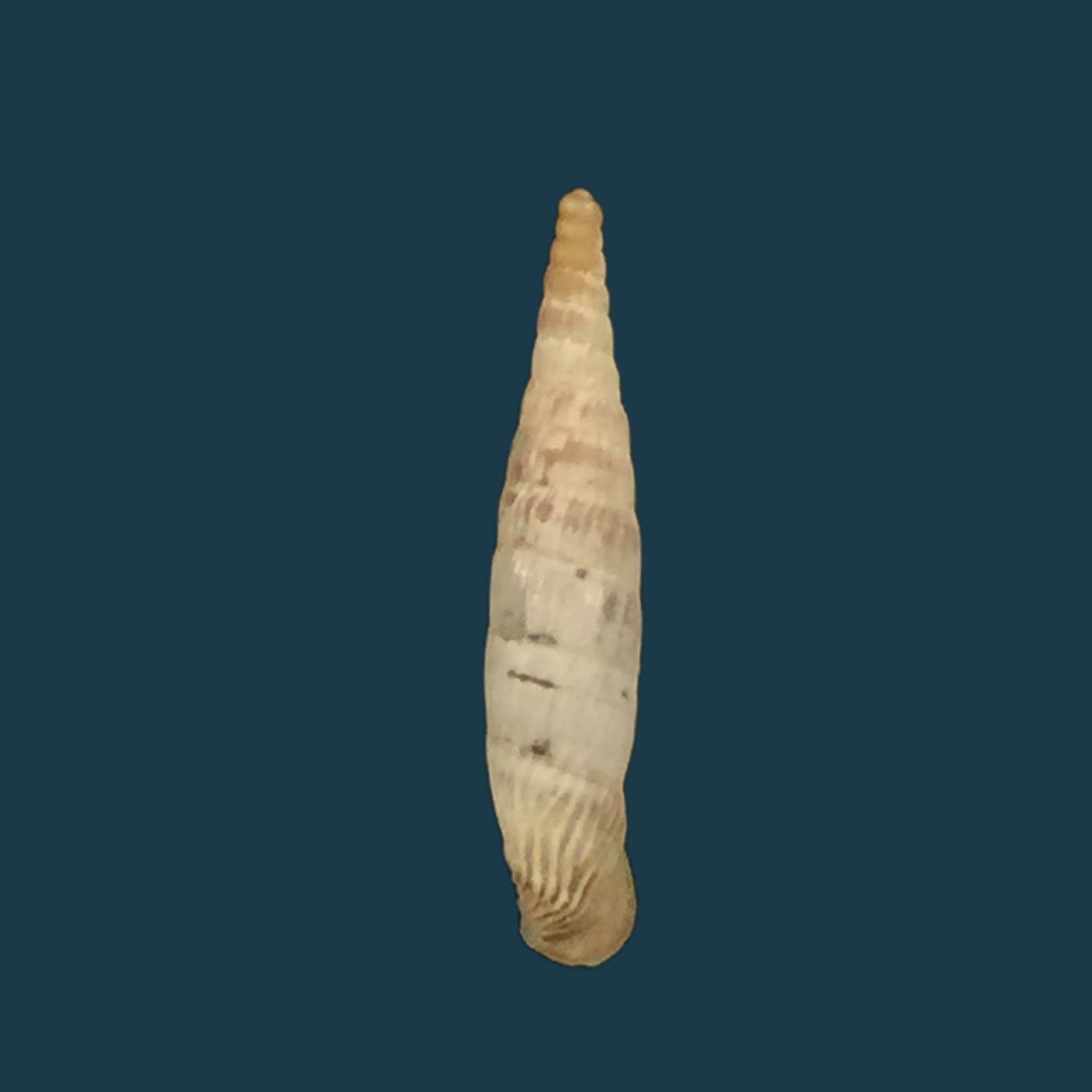 Albinaria olivieri (Roth, 1839) - 17,3mm