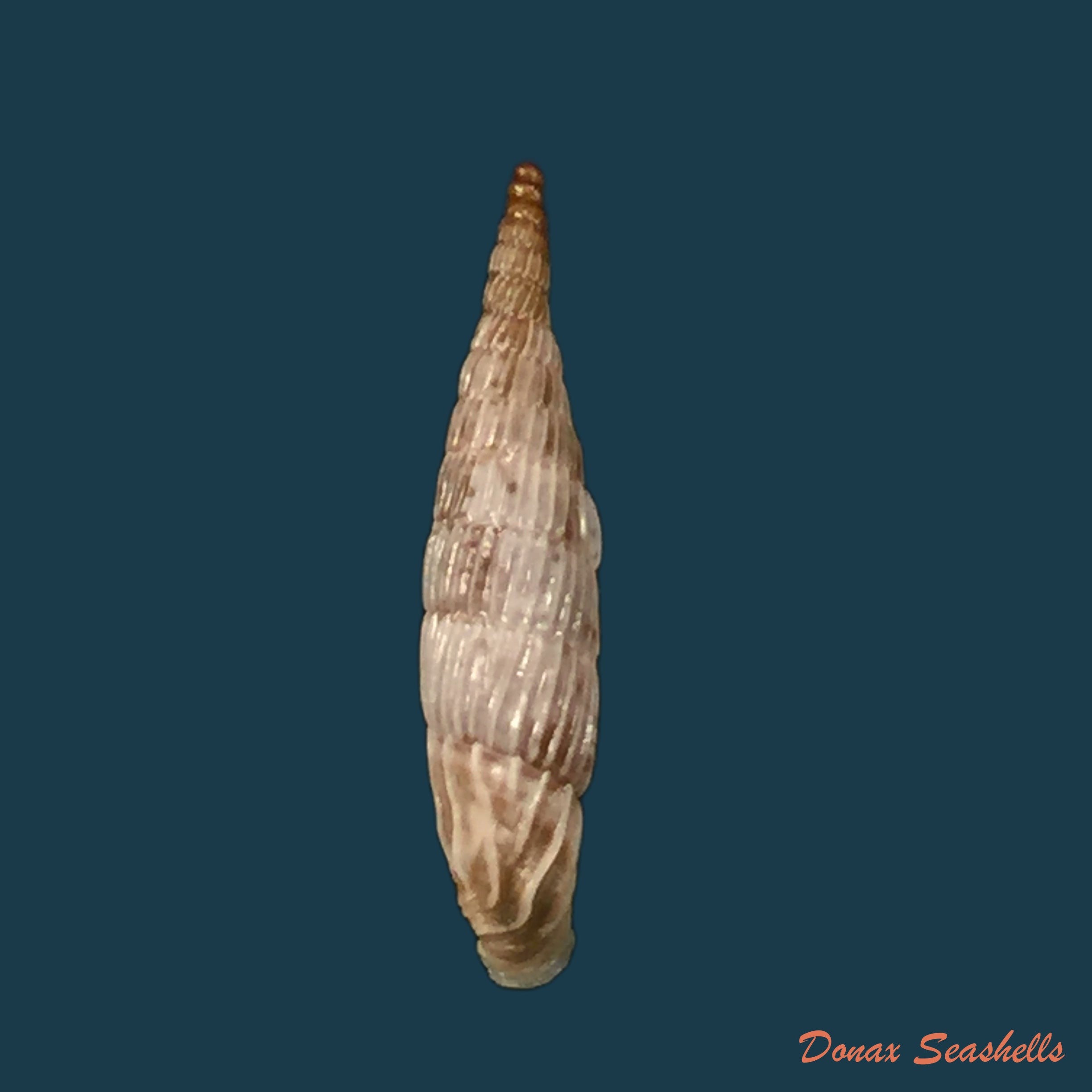 copia-de-albinaria-praeclara-praeclara-pfeiffer-1853-17-5mm