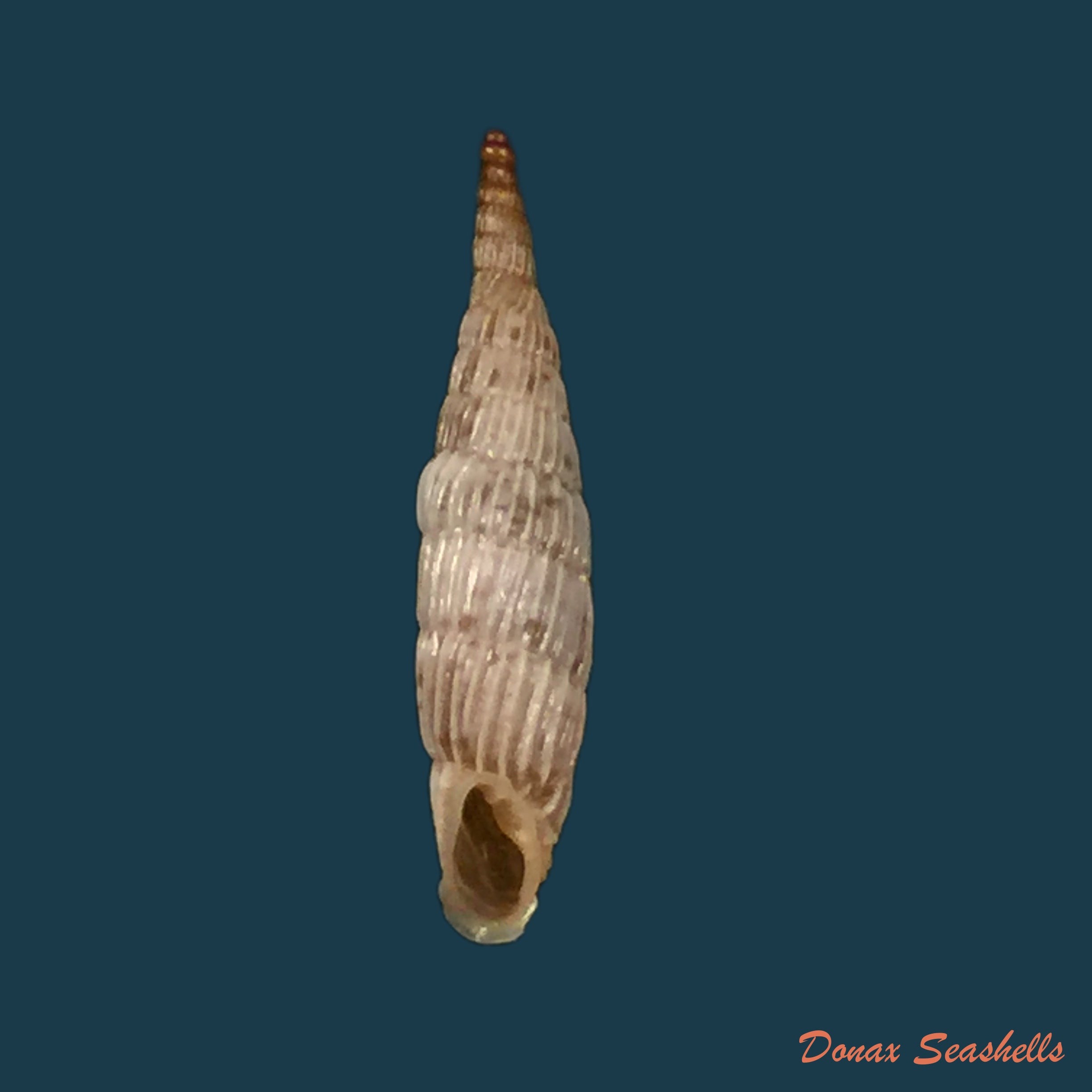 copia-de-albinaria-praeclara-praeclara-pfeiffer-1853-17-5mm
