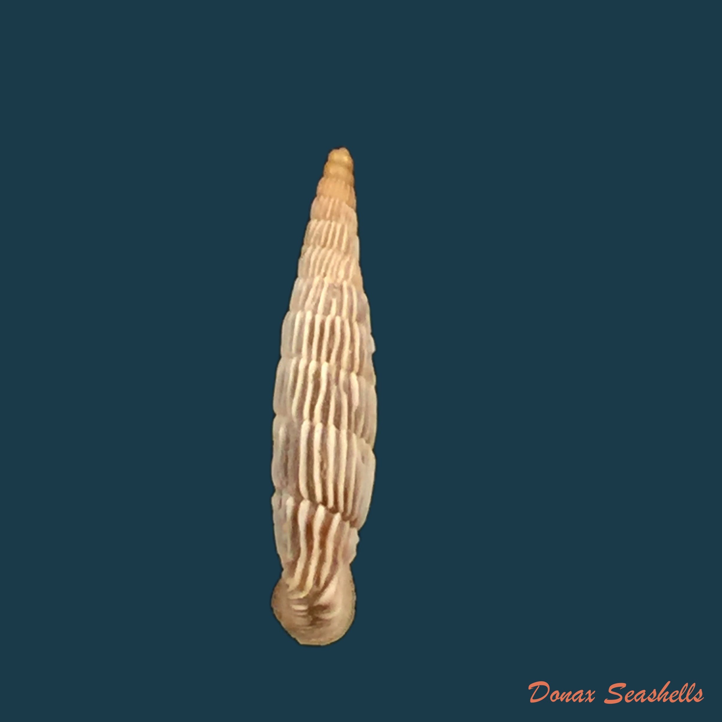 copia-de-albinaria-saxatilis-l-pfeiffer-1846-14-4mm-1