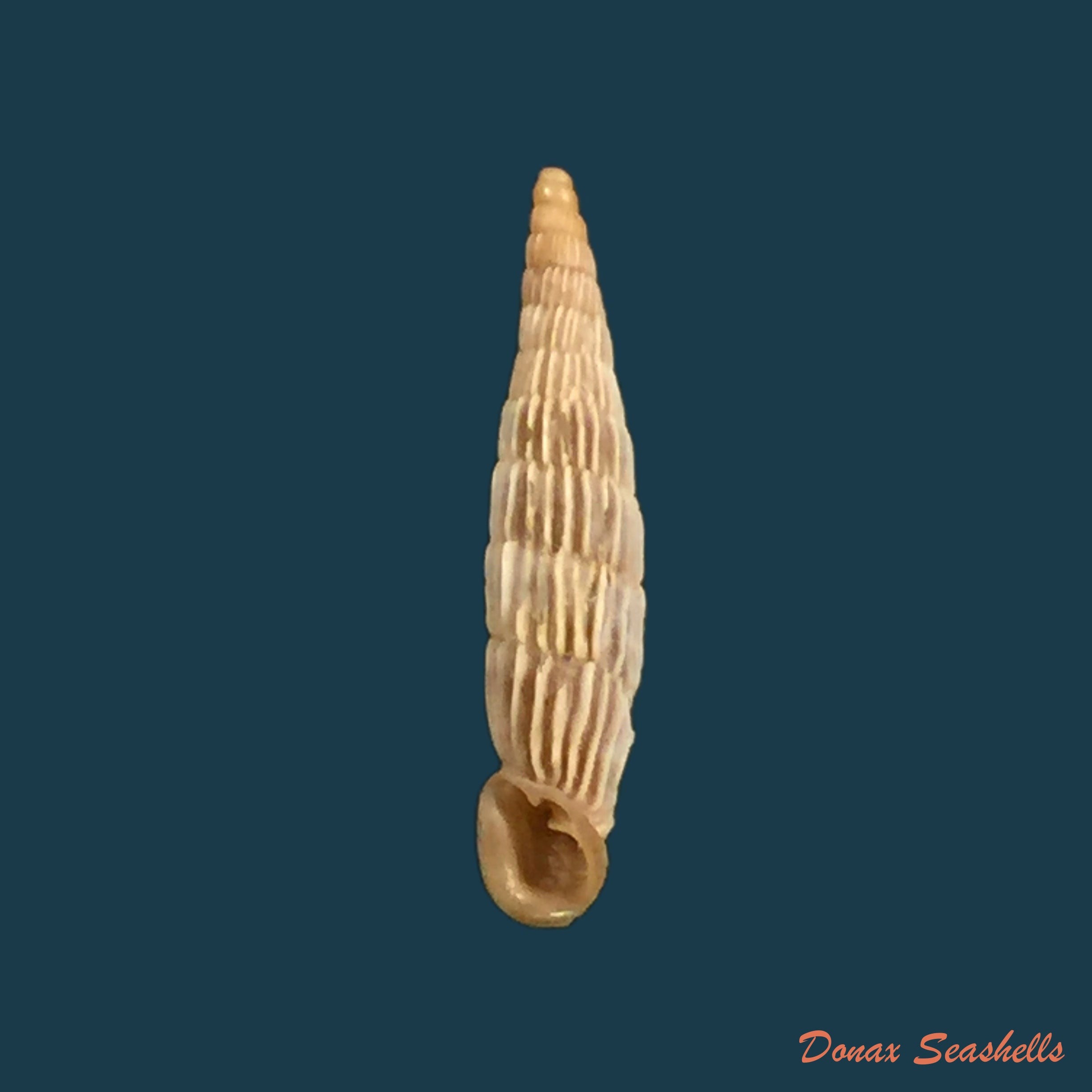 copia-de-albinaria-saxatilis-l-pfeiffer-1846-14-4mm-1