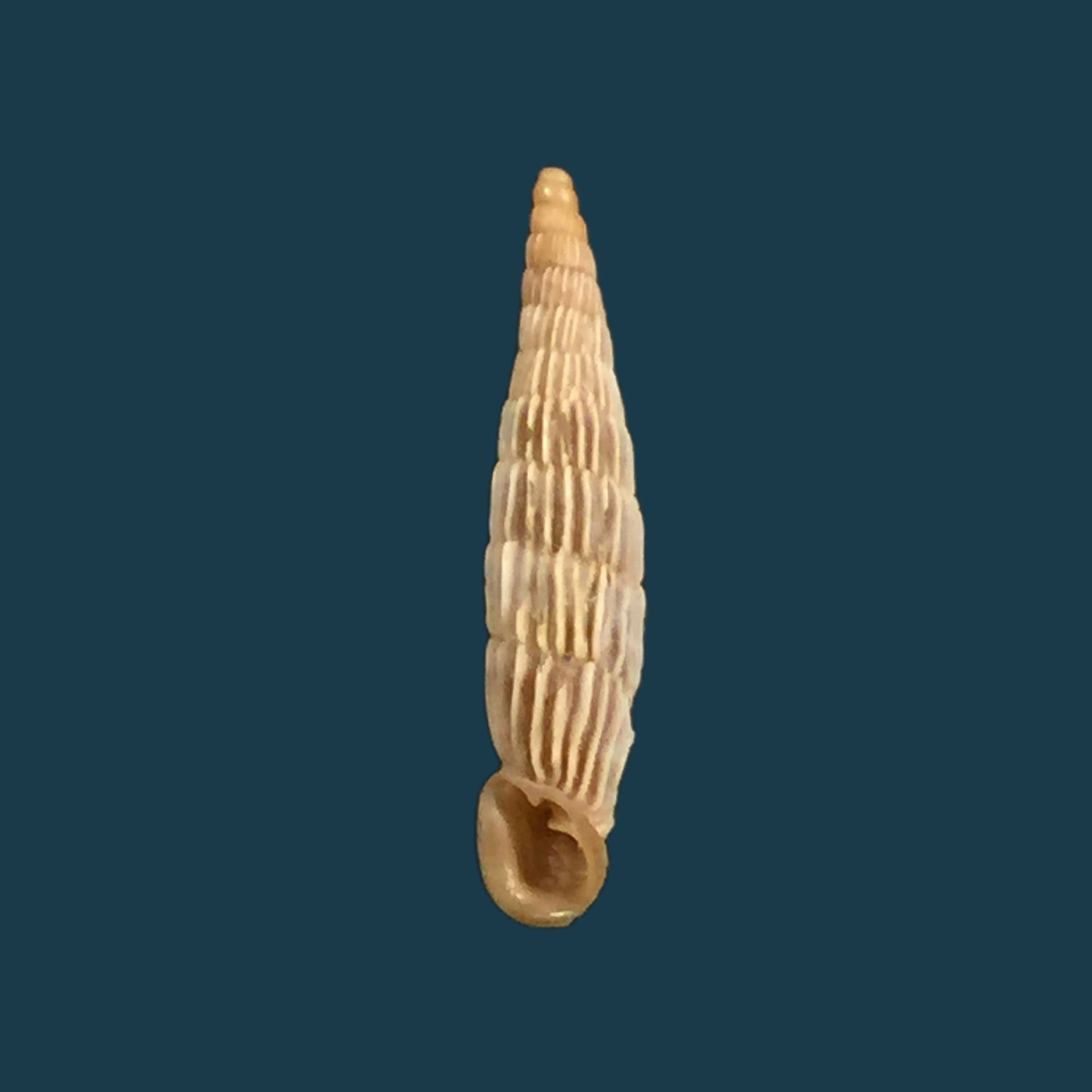 Albinaria sublamelosa (O. Boettger, 1883) - 14 毫米