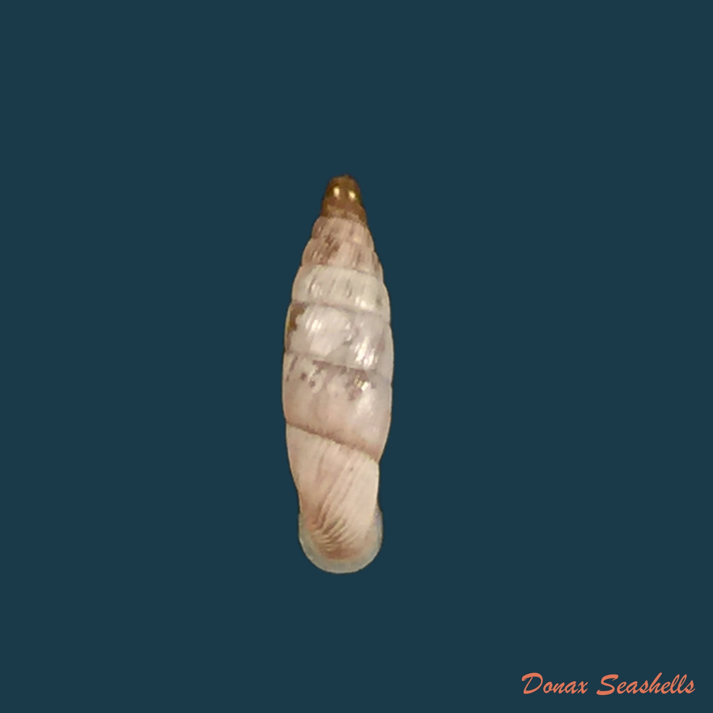 copia-de-albinaria-schuchii-schuchii-rossmassler-1836-10-6mm