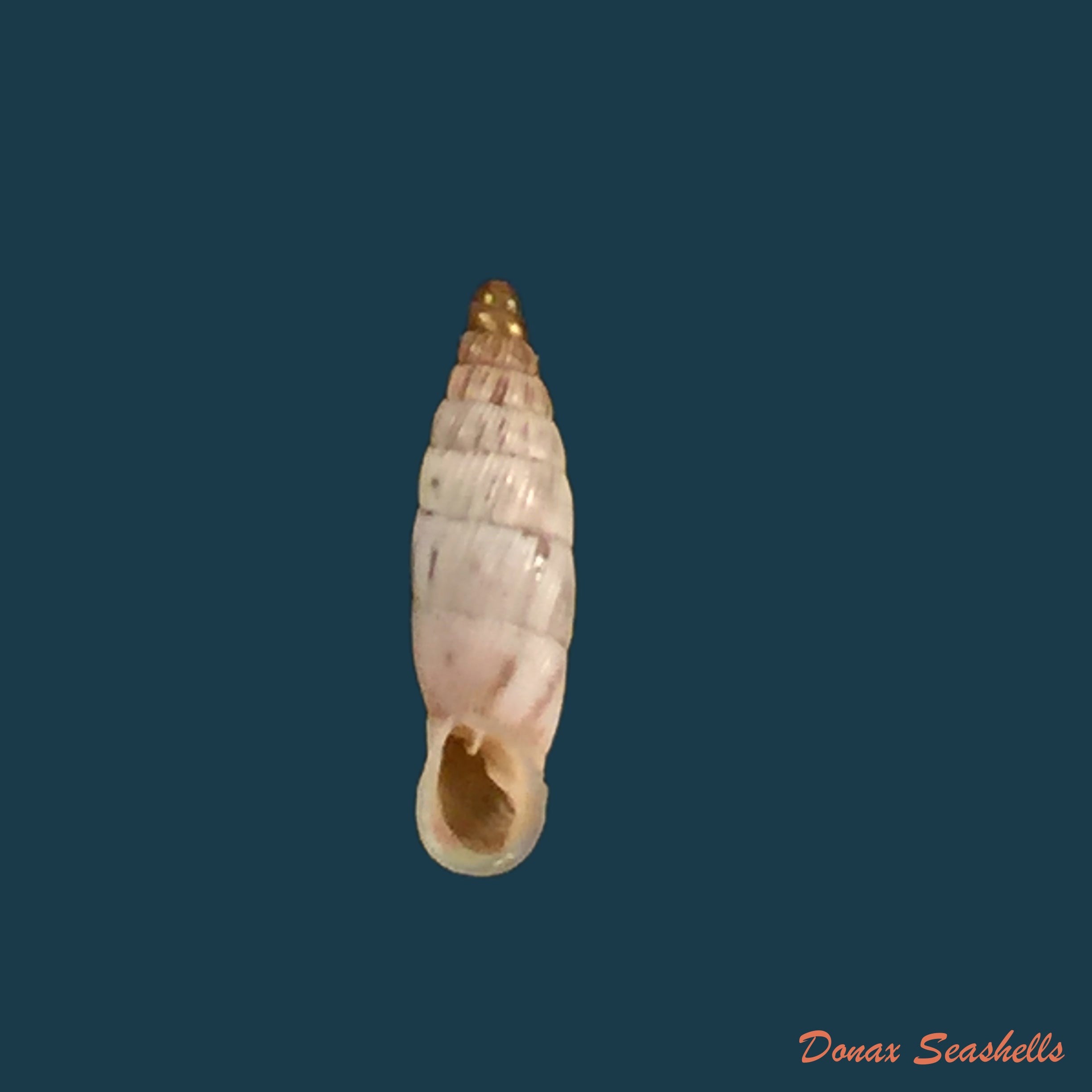 copia-de-albinaria-schuchii-schuchii-rossmassler-1836-10-6mm