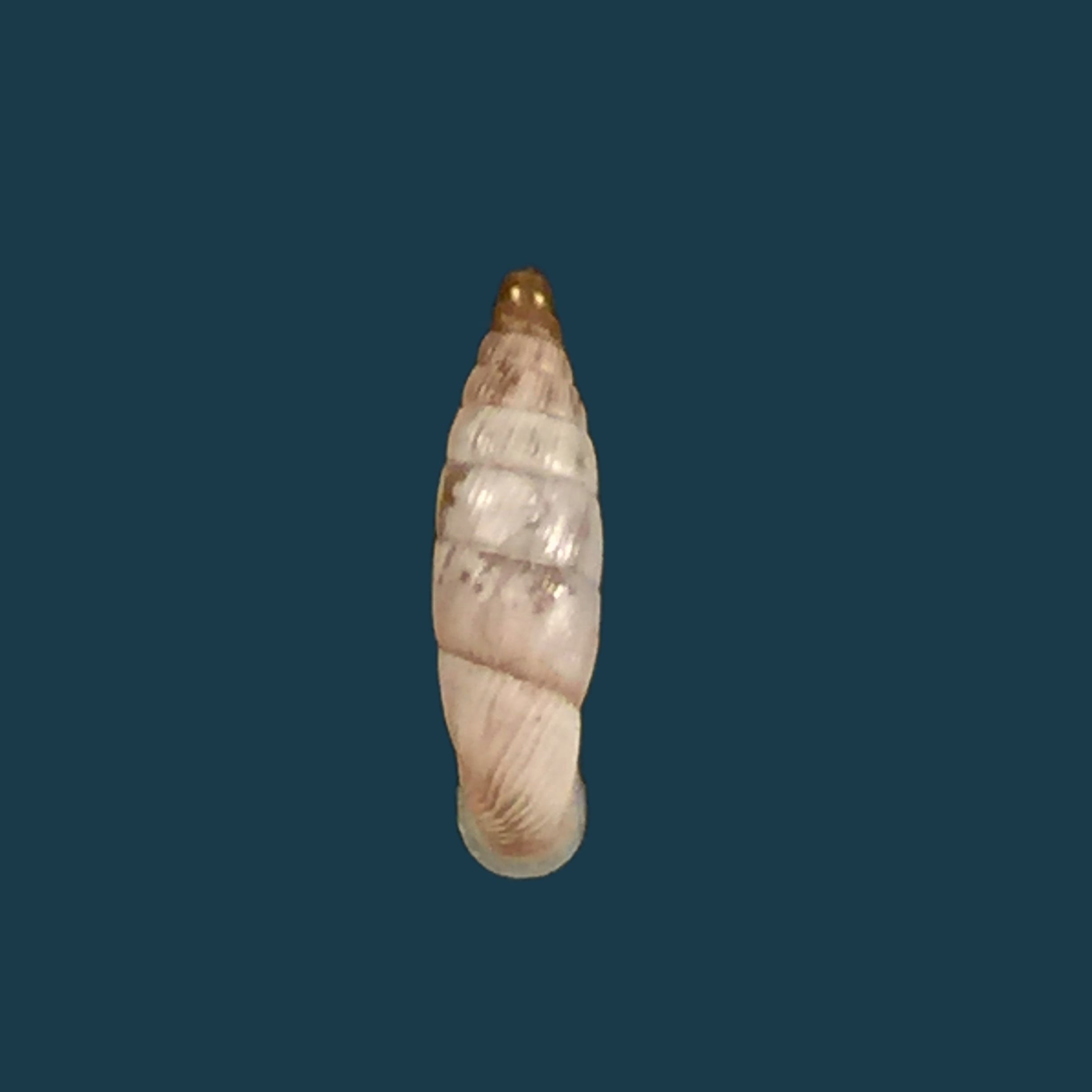 Albinaria schuchii schuchii (Rossmässler, 1836) - 10,5mm