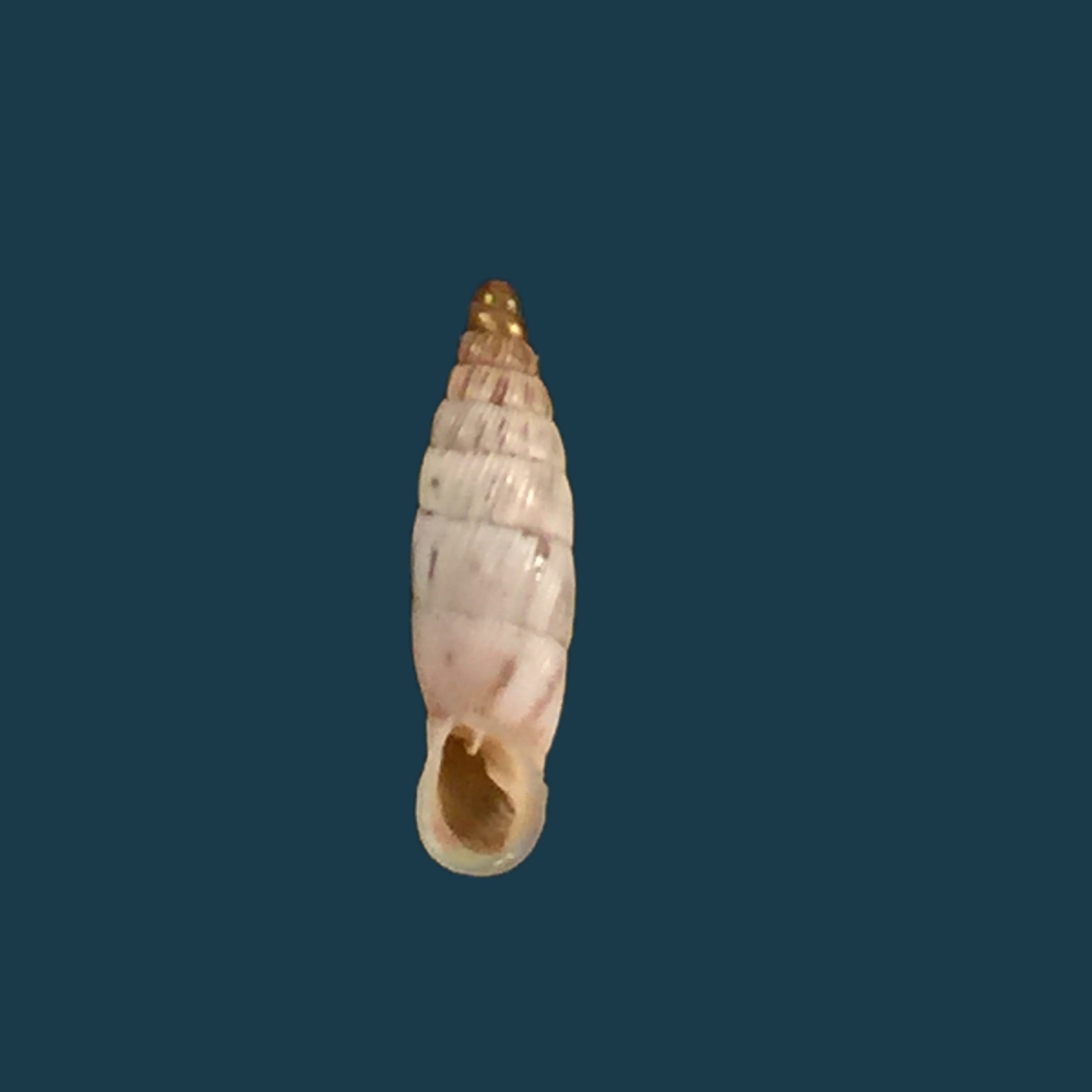 Albinaria schuchii schuchii (Rossmässler, 1836) - 10,5mm