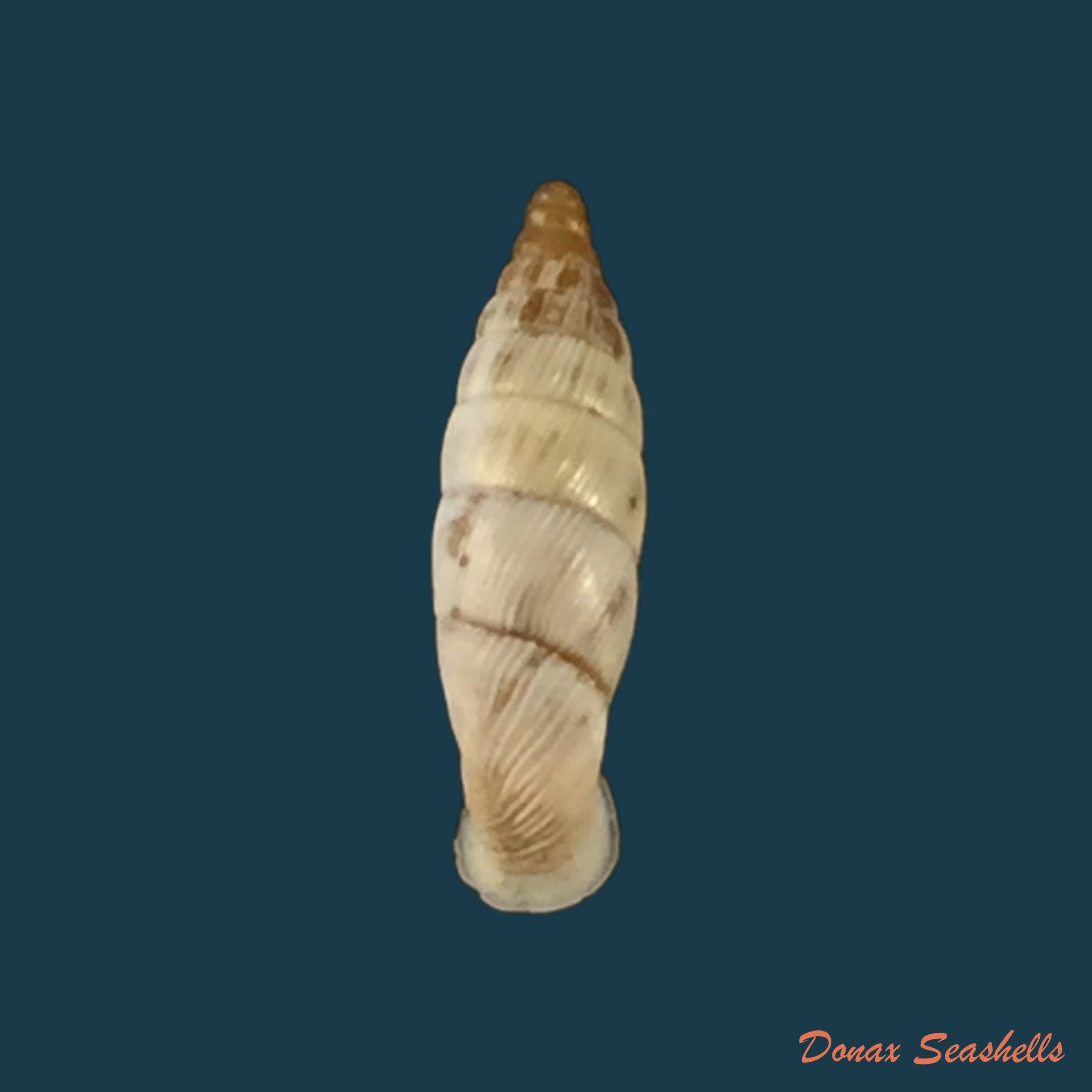 copia-de-albinaria-schuchii-schuchii-rossmassler-1836-11-5mm-1
