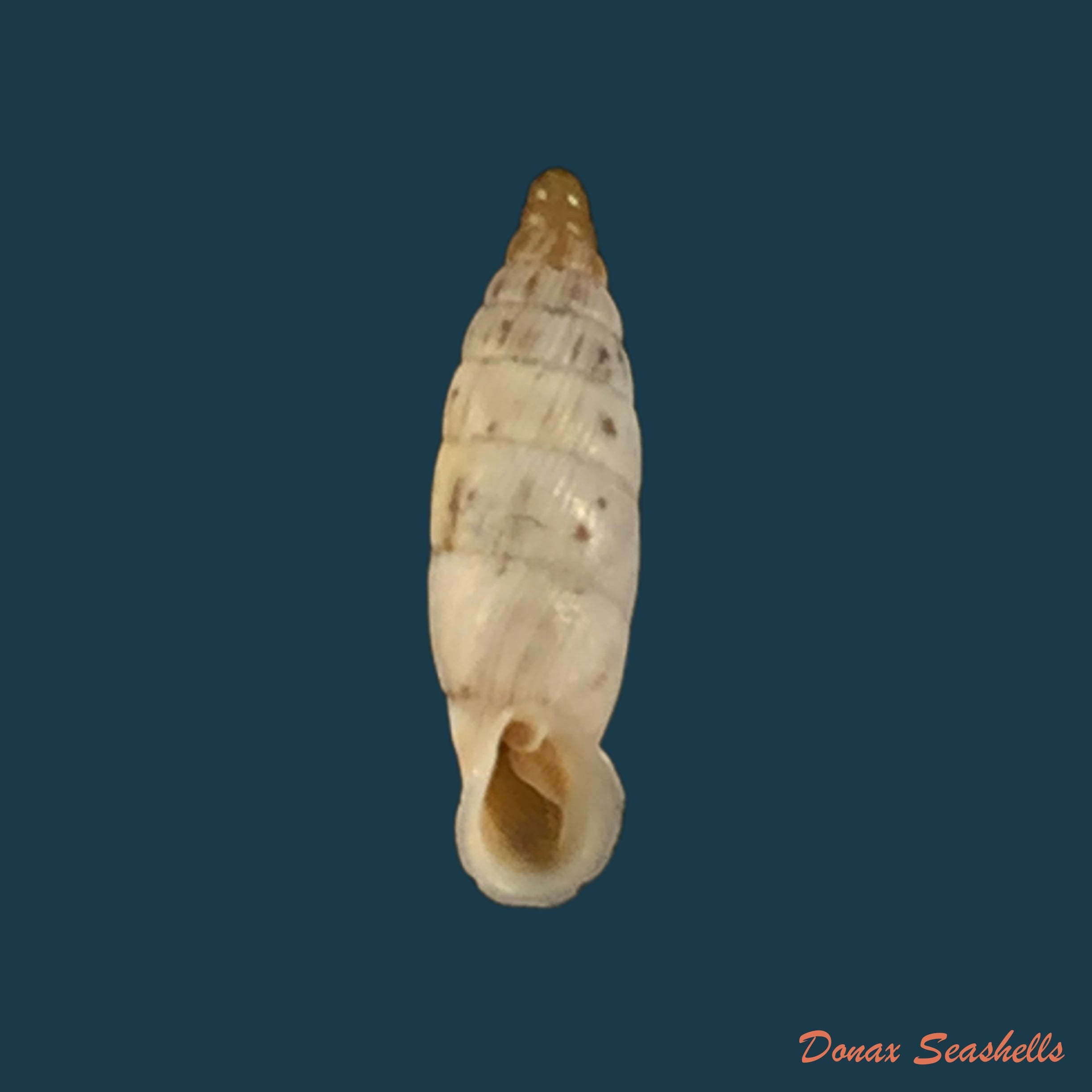 copia-de-albinaria-schuchii-schuchii-rossmassler-1836-11-5mm-1