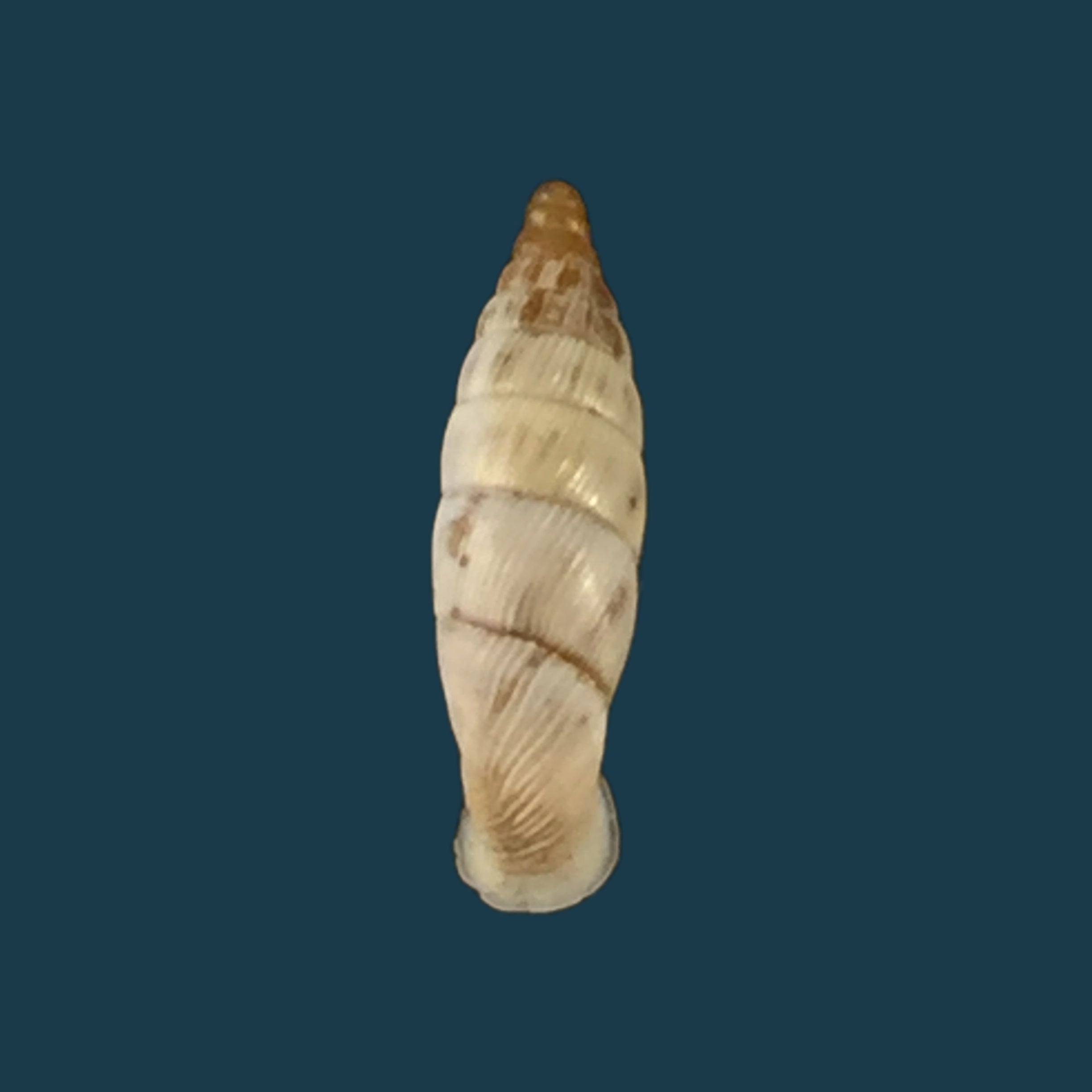 Albinaria schuchii schuchii (Rossmässler, 1836) - 10,6mm