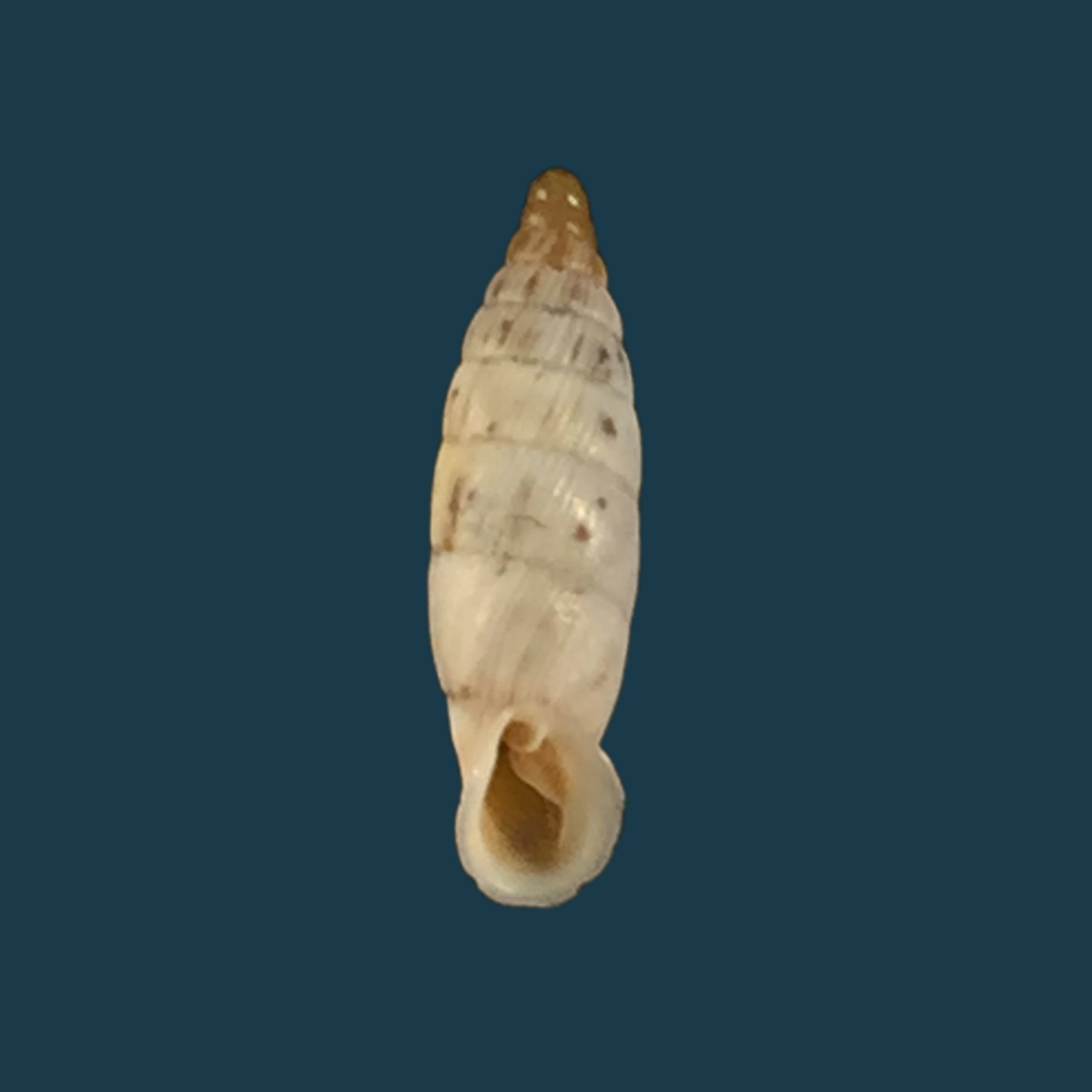 Albinaria schuchii schuchii (Rossmässler, 1836) - 10,6mm