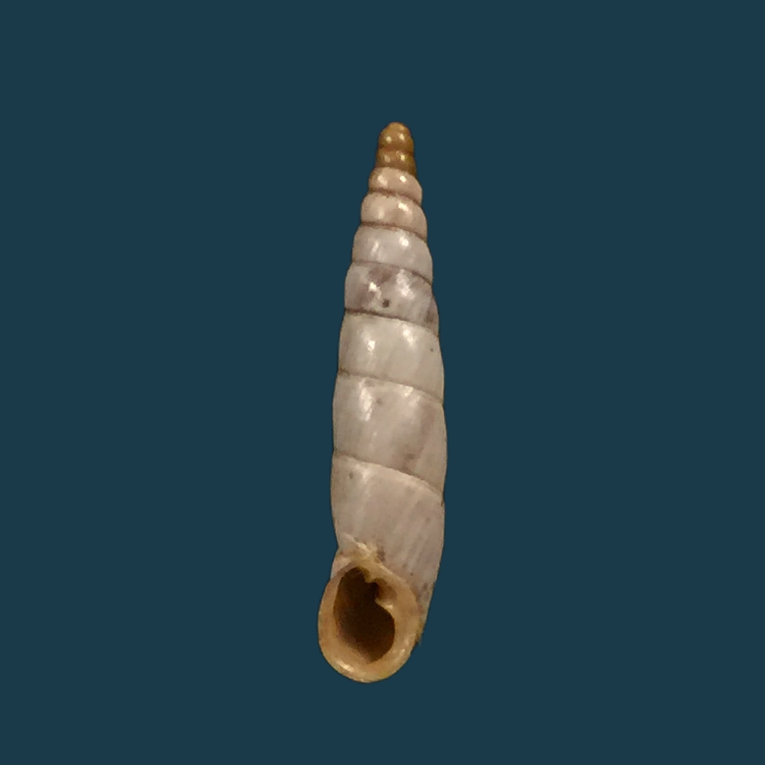 Albinaria scopulosa epirotes H. Nordsieck, 1974 - 15,3mm