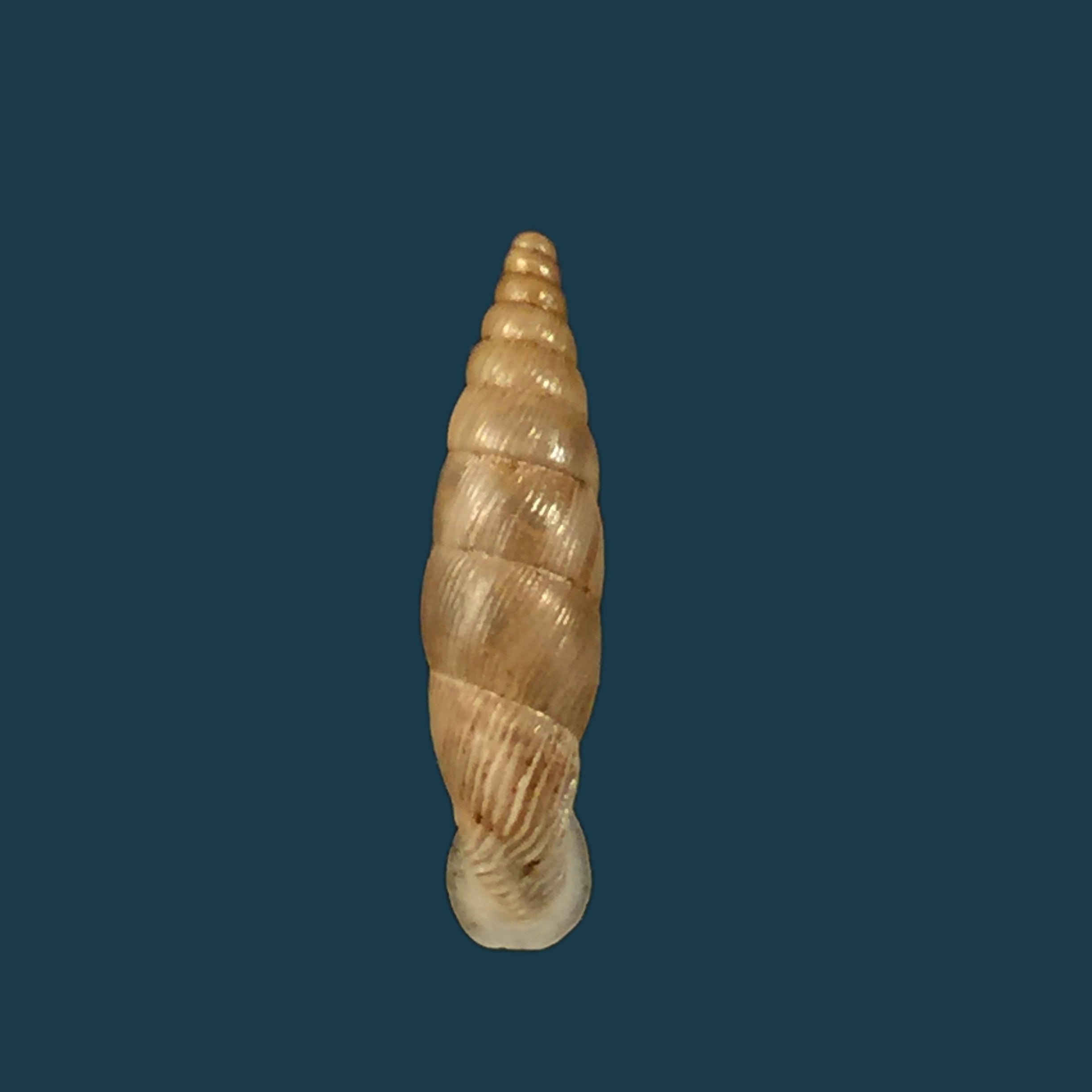 Albinaria schuetti costulifera，Nordsieck 1993 - 15,8mm