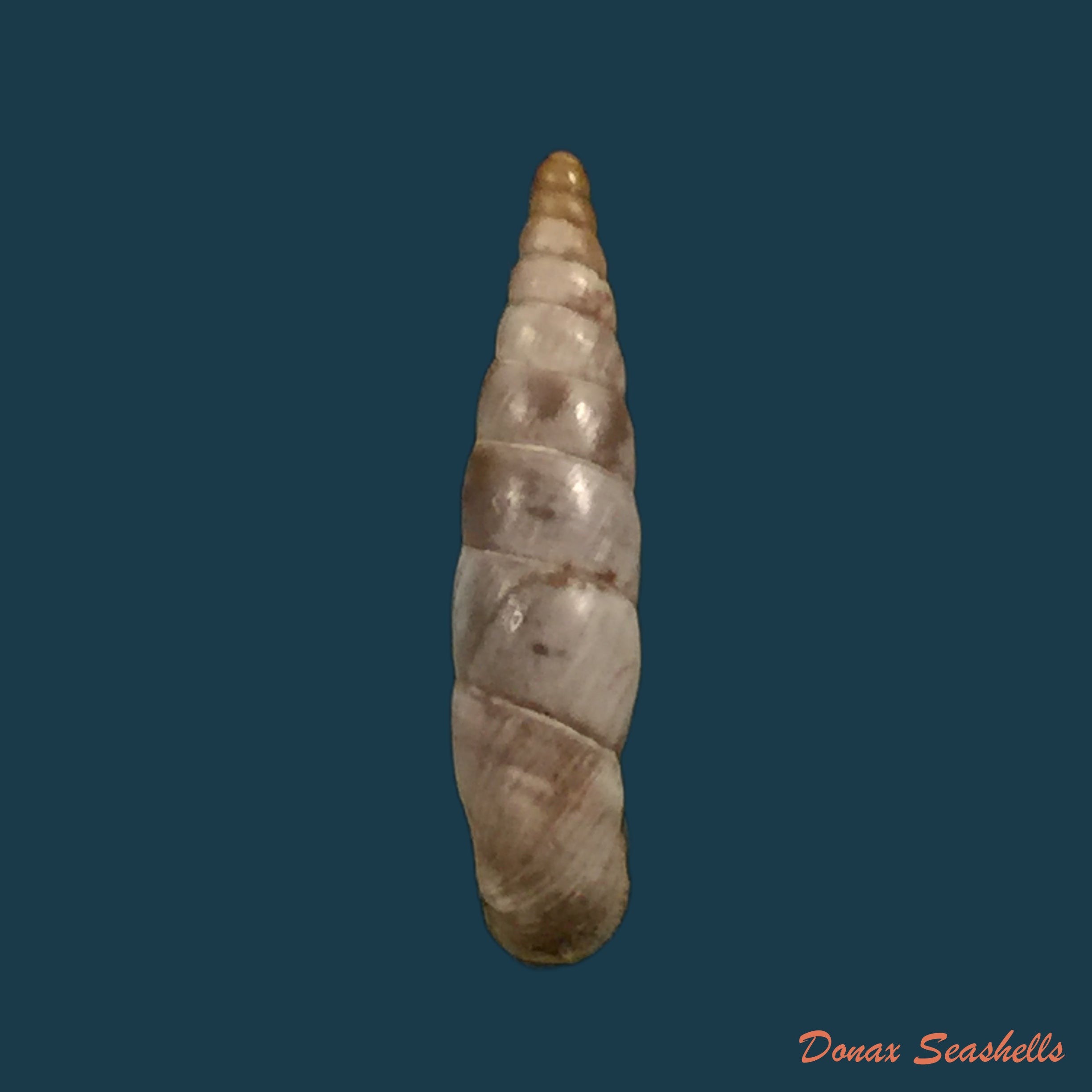copia-de-albinaria-scopulosa-epirotes-h-nordsieck-1974-15-3mm