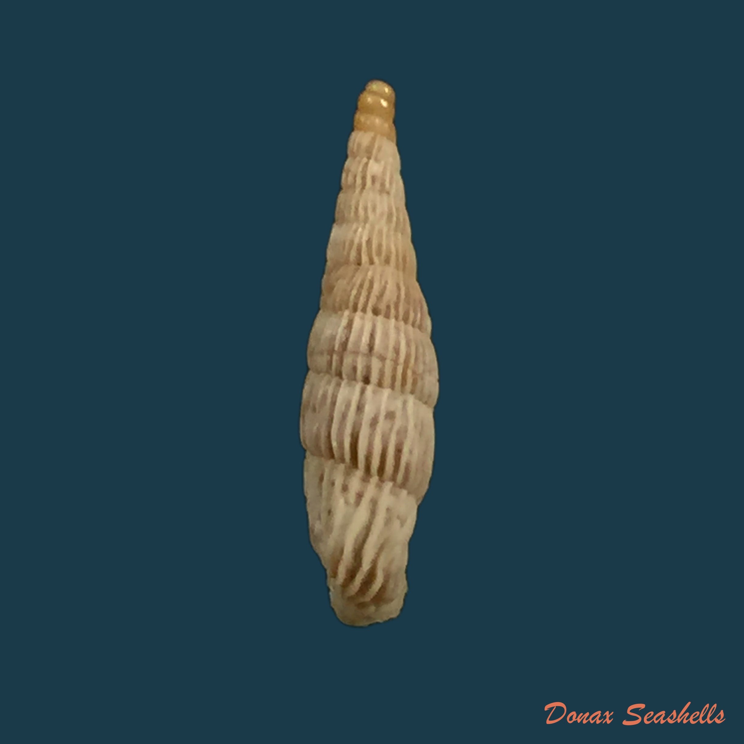 copia-de-albinaria-senilis-leucadia-westerlund-1901-13mm