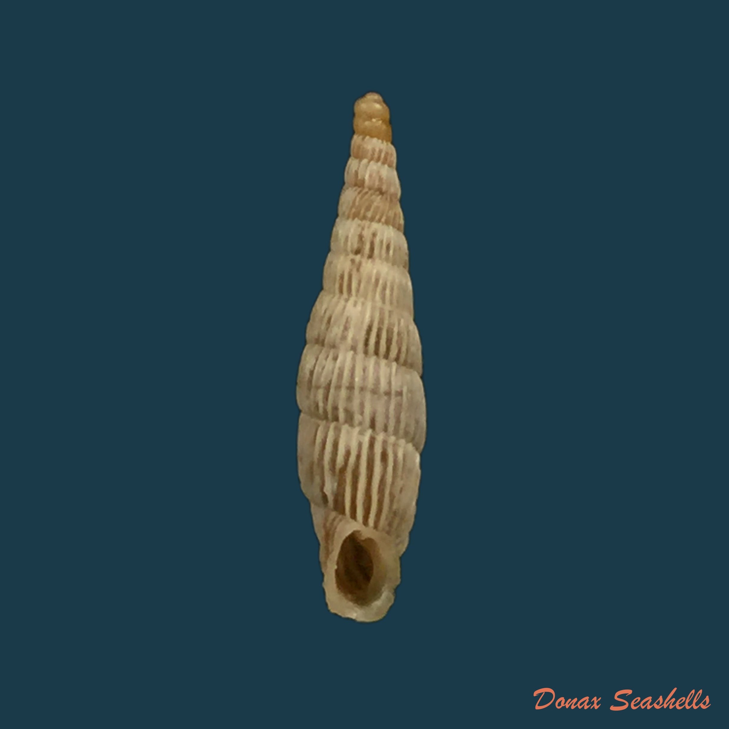 copia-de-albinaria-senilis-leucadia-westerlund-1901-13mm