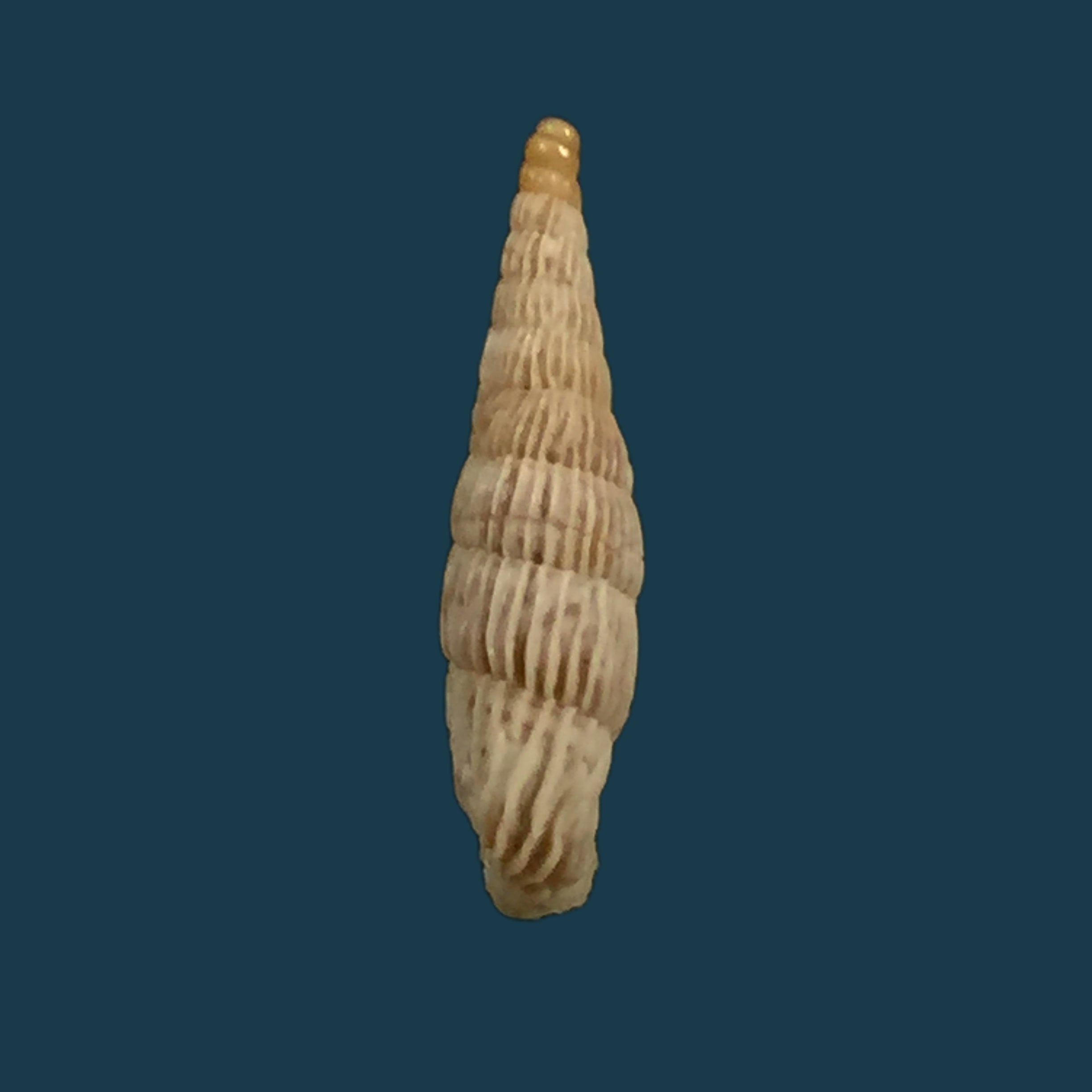 Albinaria saxatilis (L. Pfeiffer, 1846) - 14,4mm