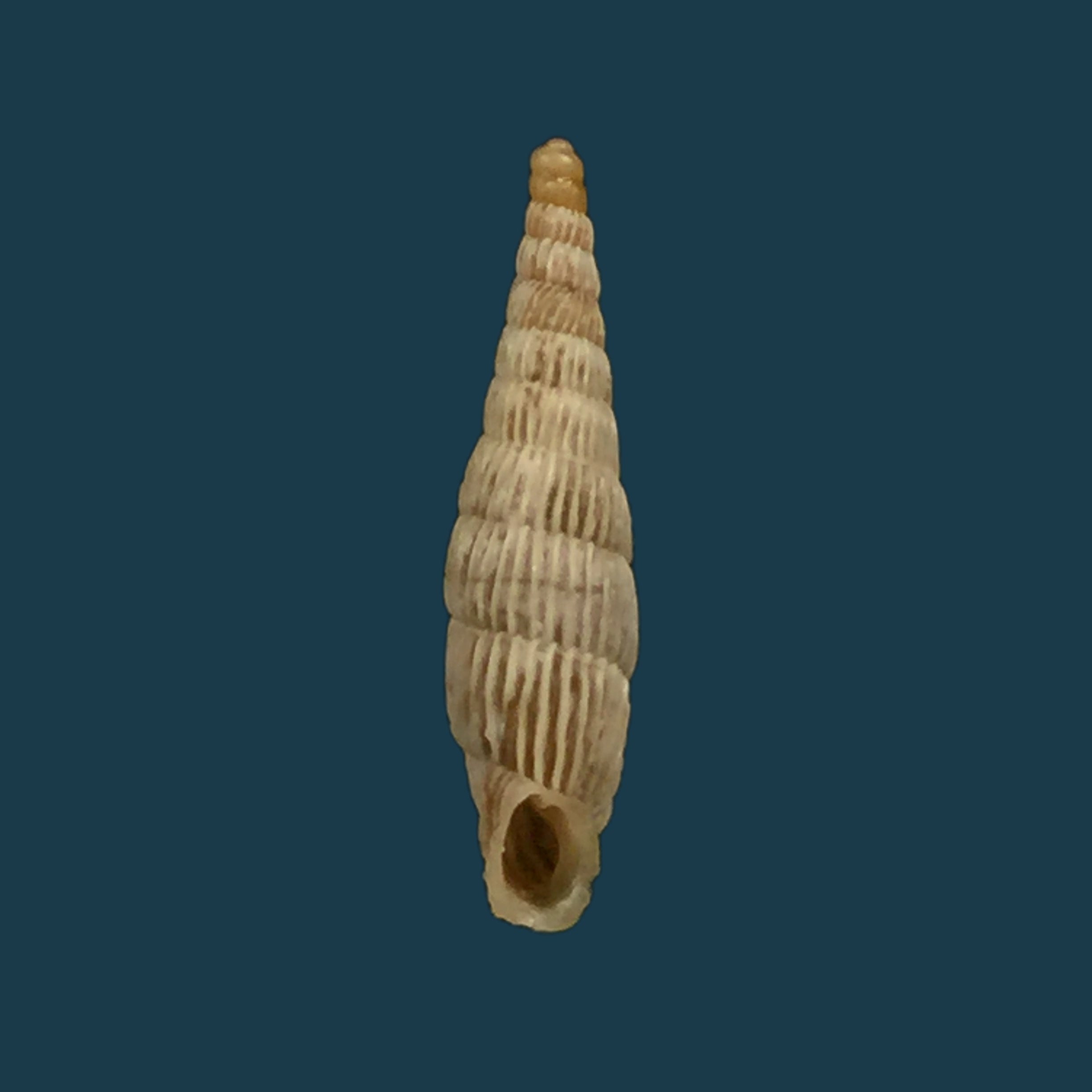 Albinaria saxatilis (L. Pfeiffer, 1846) - 14,4mm