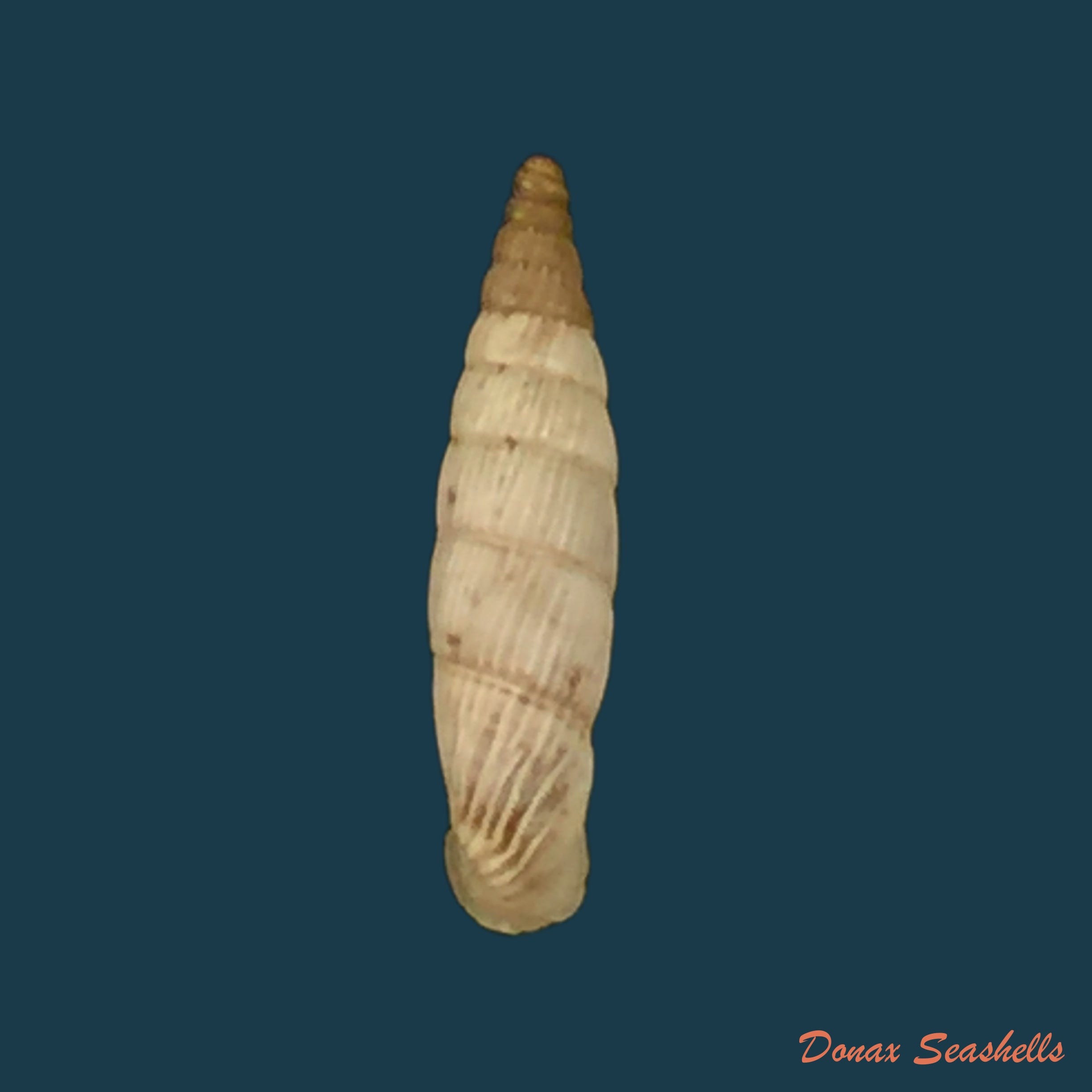 copia-de-albinaria-senilis-leucadia-westerlund-1901-14-3mm