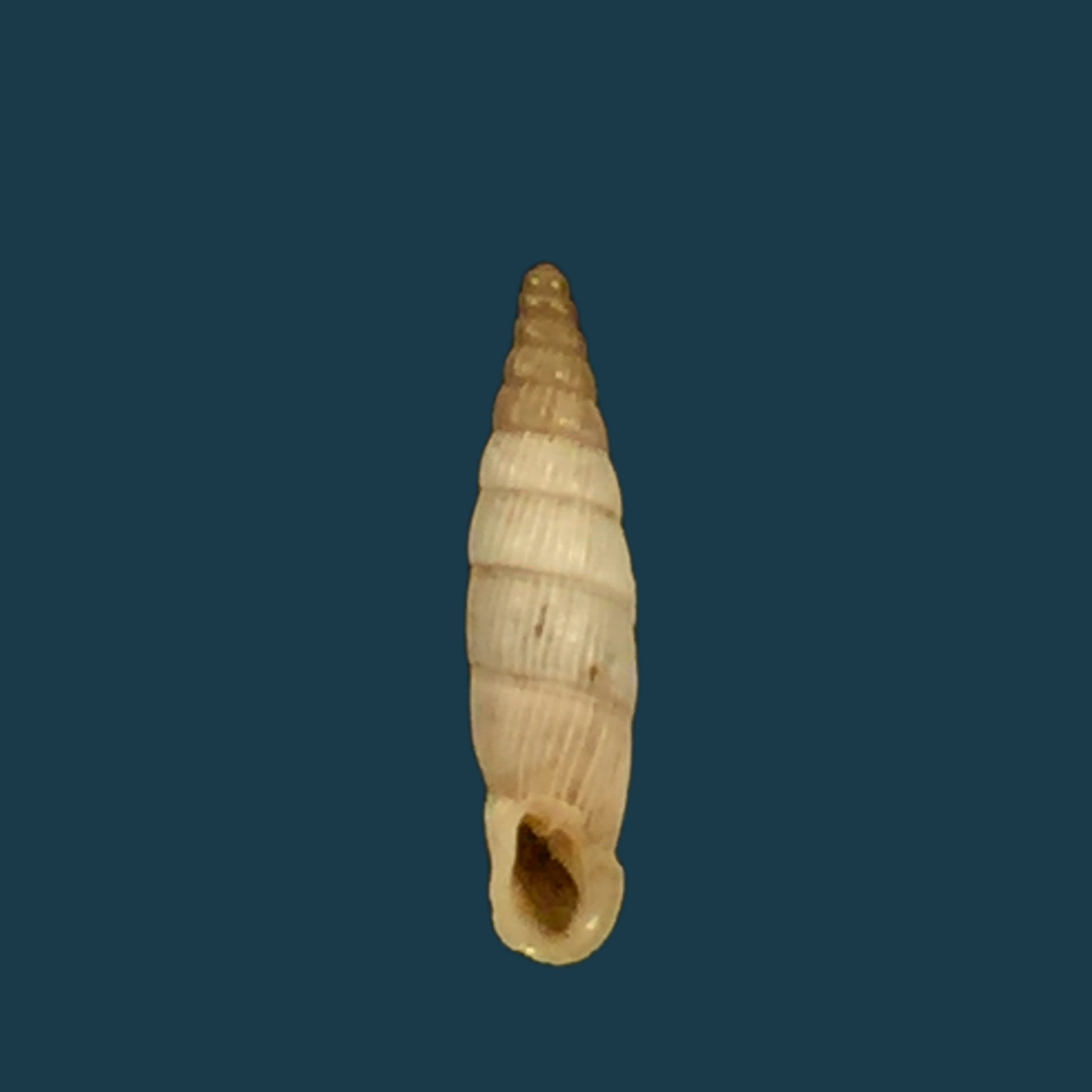 Albinaria senilis leucadia (Westerlund, 1901) - 13mm