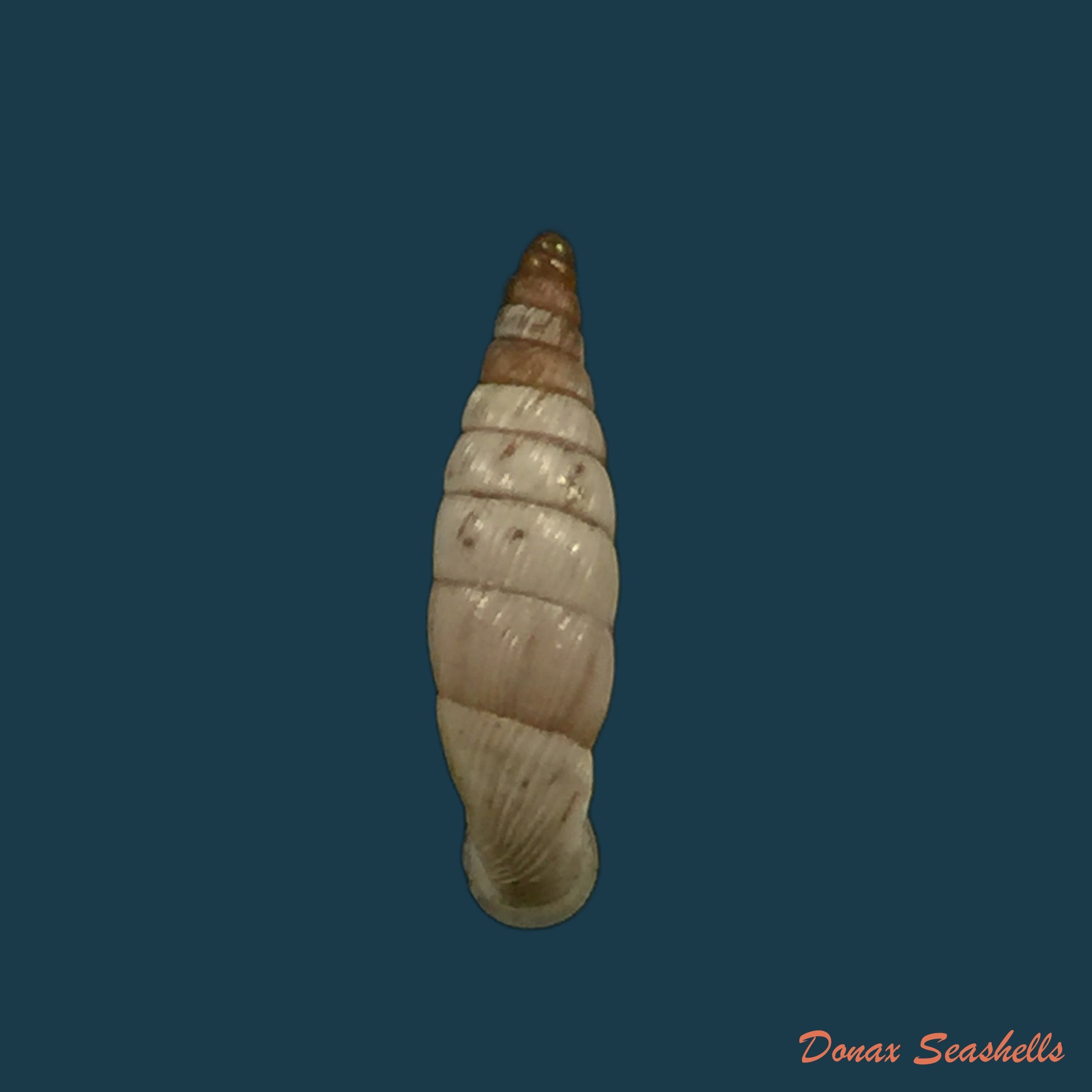 copia-de-albinaria-sublamelosa-o-boettger-1883-13-7mm