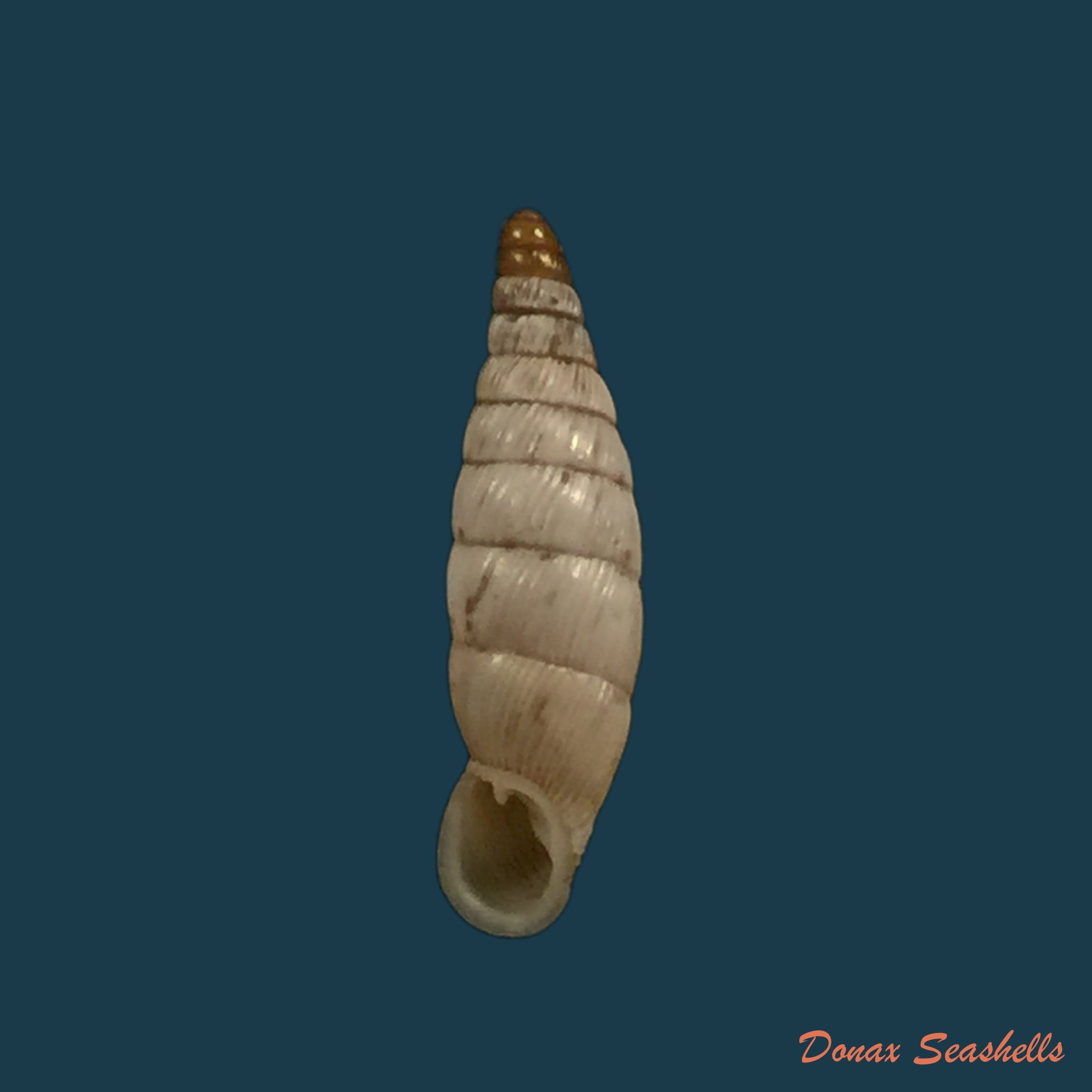 copia-de-albinaria-sublamelosa-o-boettger-1883-13-7mm