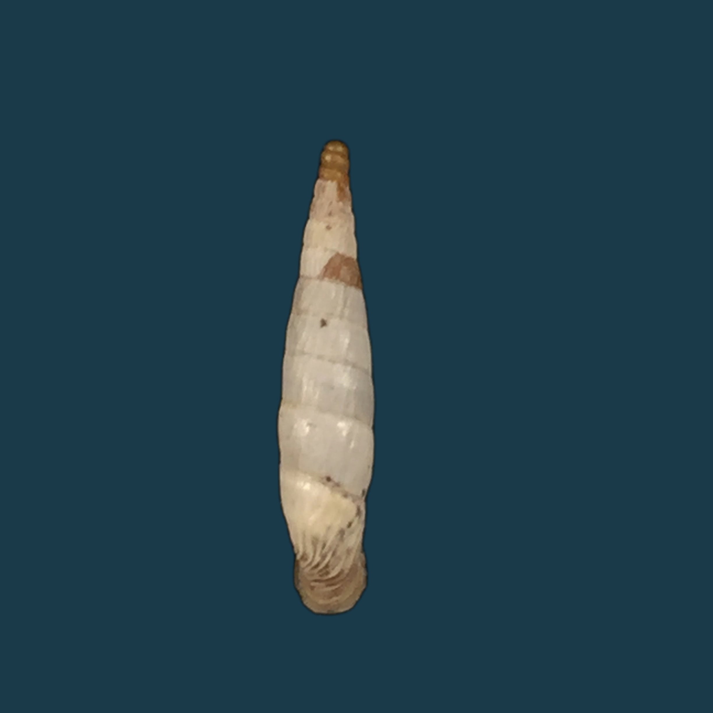 Albinaria olivieri (Roth, 1839) - 18,4mm
