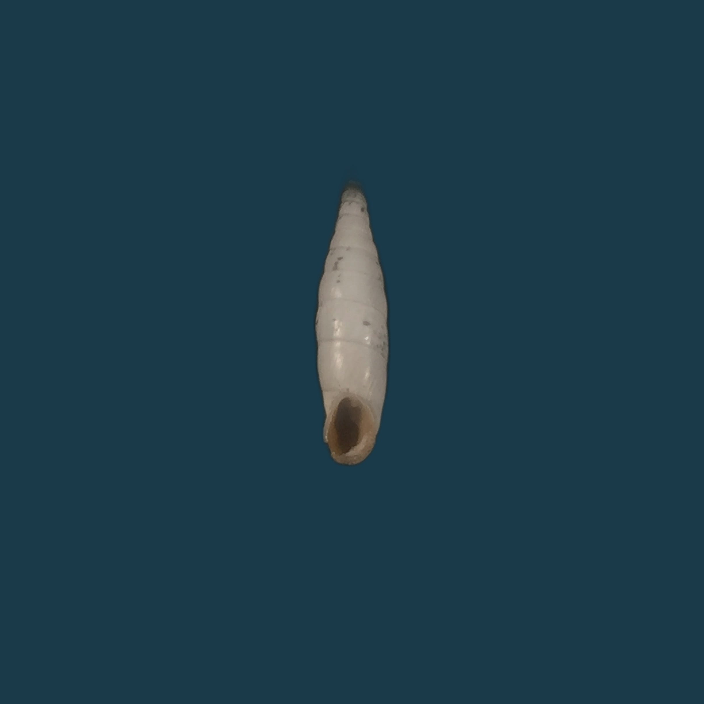 Albinaria turrita (L. Pfeiffer, 1850) - 16,5mm