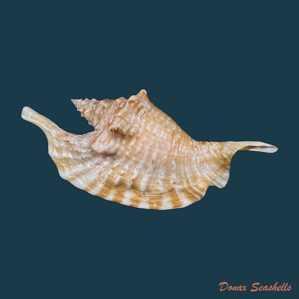 copia-de-aliger-gallus-linnaeus-1758-126-9mm