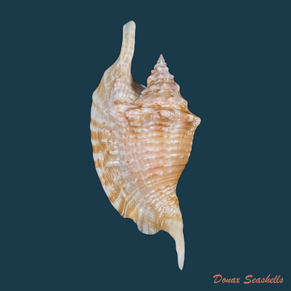 copia-de-aliger-gallus-linnaeus-1758-126-9mm