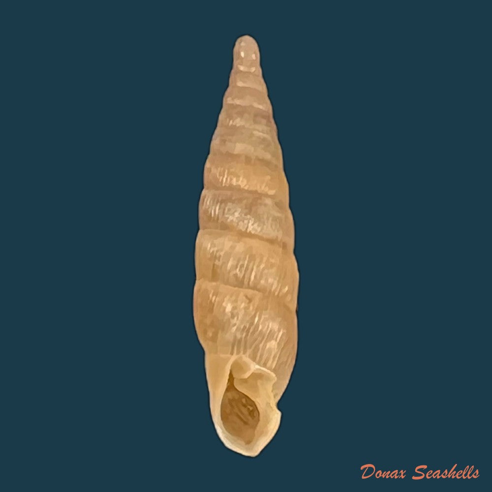 copia-de-alinda-alinda-biplicata-montagu-1803-16-1mm