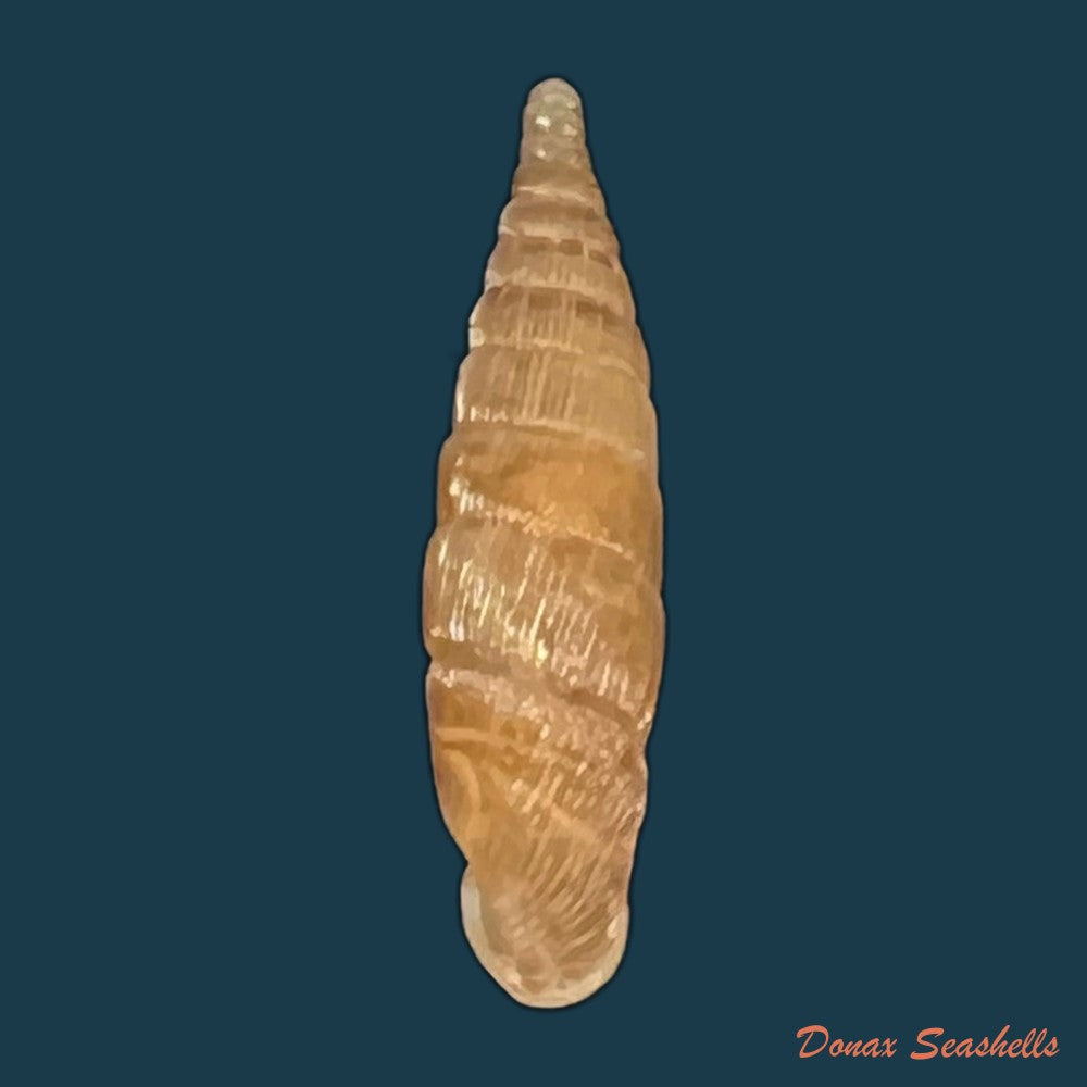 copia-de-alinda-alinda-biplicata-montagu-1803-16-6mm
