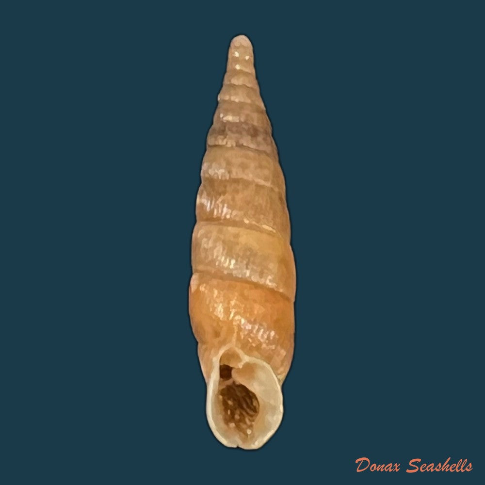 copia-de-alinda-alinda-biplicata-montagu-1803-17-1mm