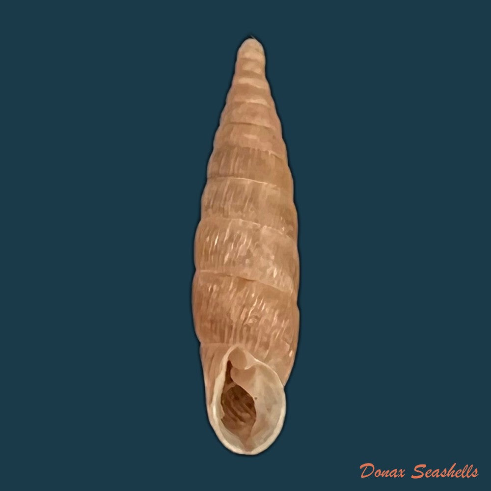 copia-de-alinda-biplicata-montagu-1803-16-5mm