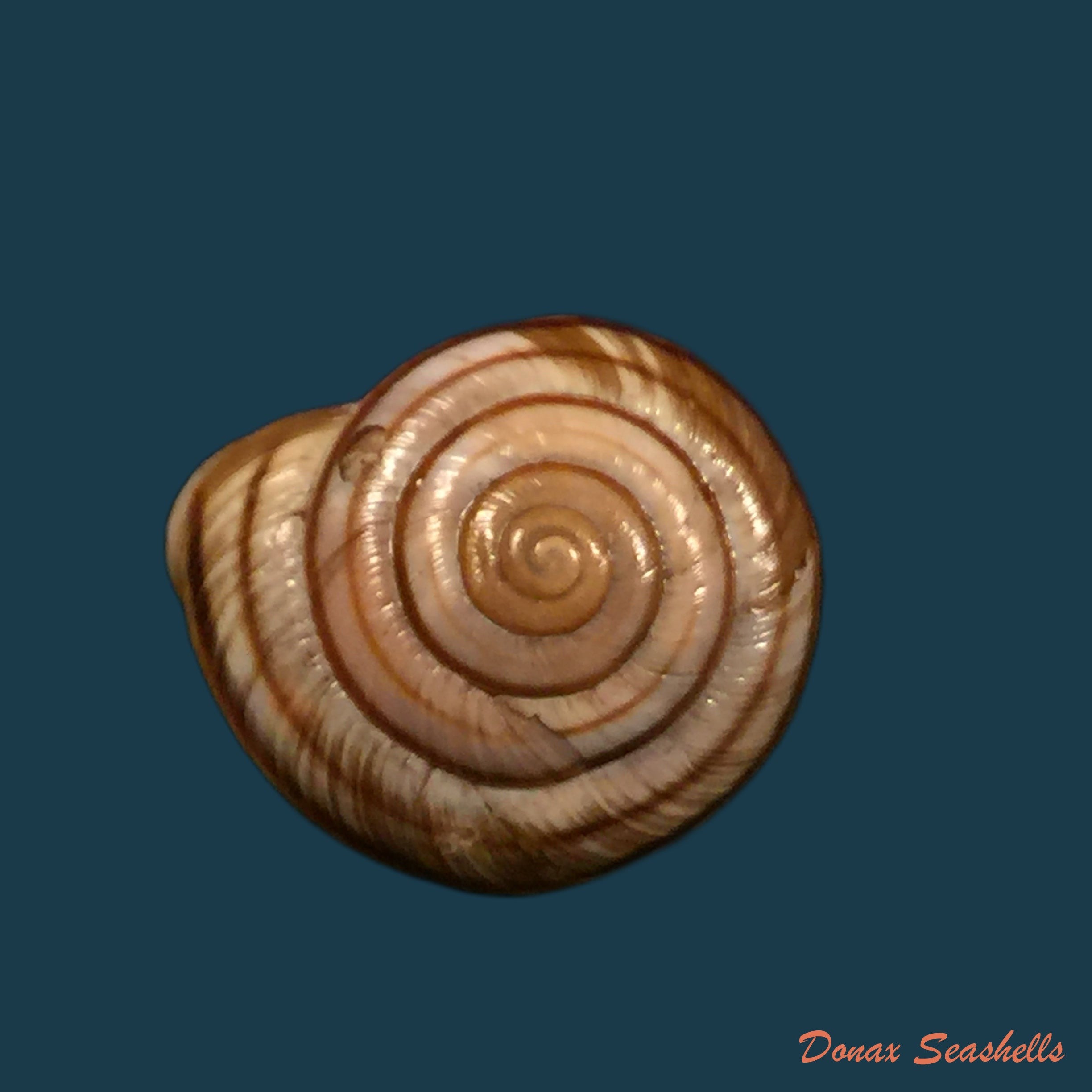 copia-de-allognathus-balearicus-minoricensis-mittre-1842-14-2mm