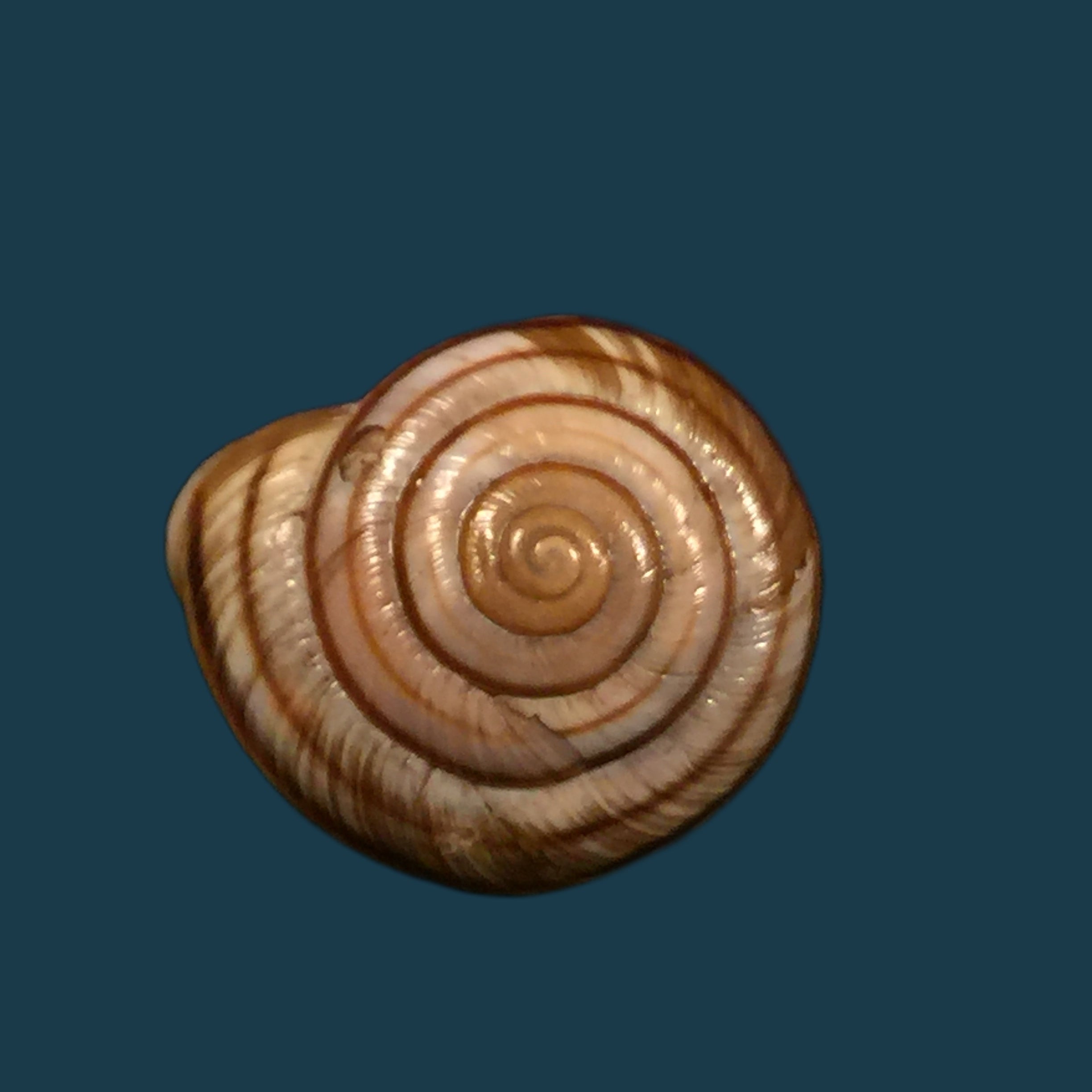 Helicigona rumelica (EA Rossmässler, 1838) - 23,8mm