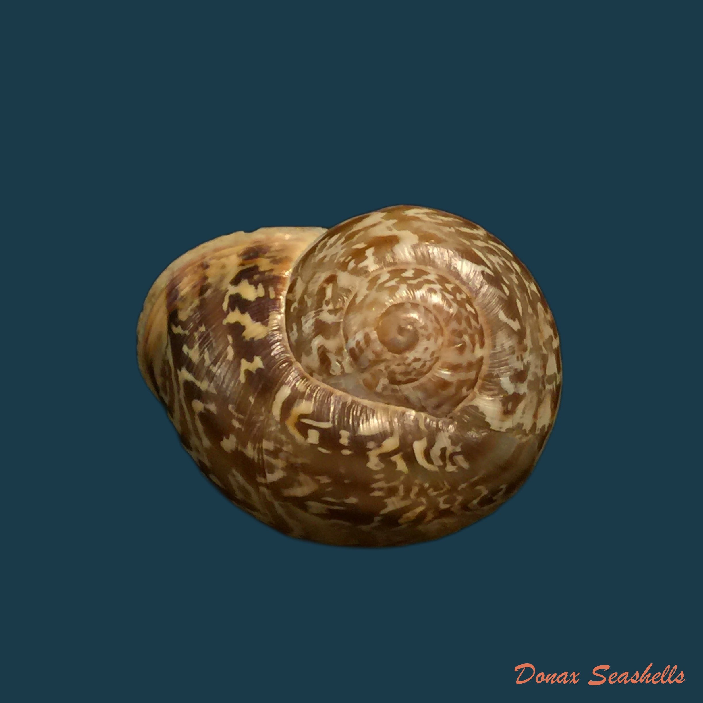 copia-de-allognathus-hispanicus-rossmassler-1838-23-6mm