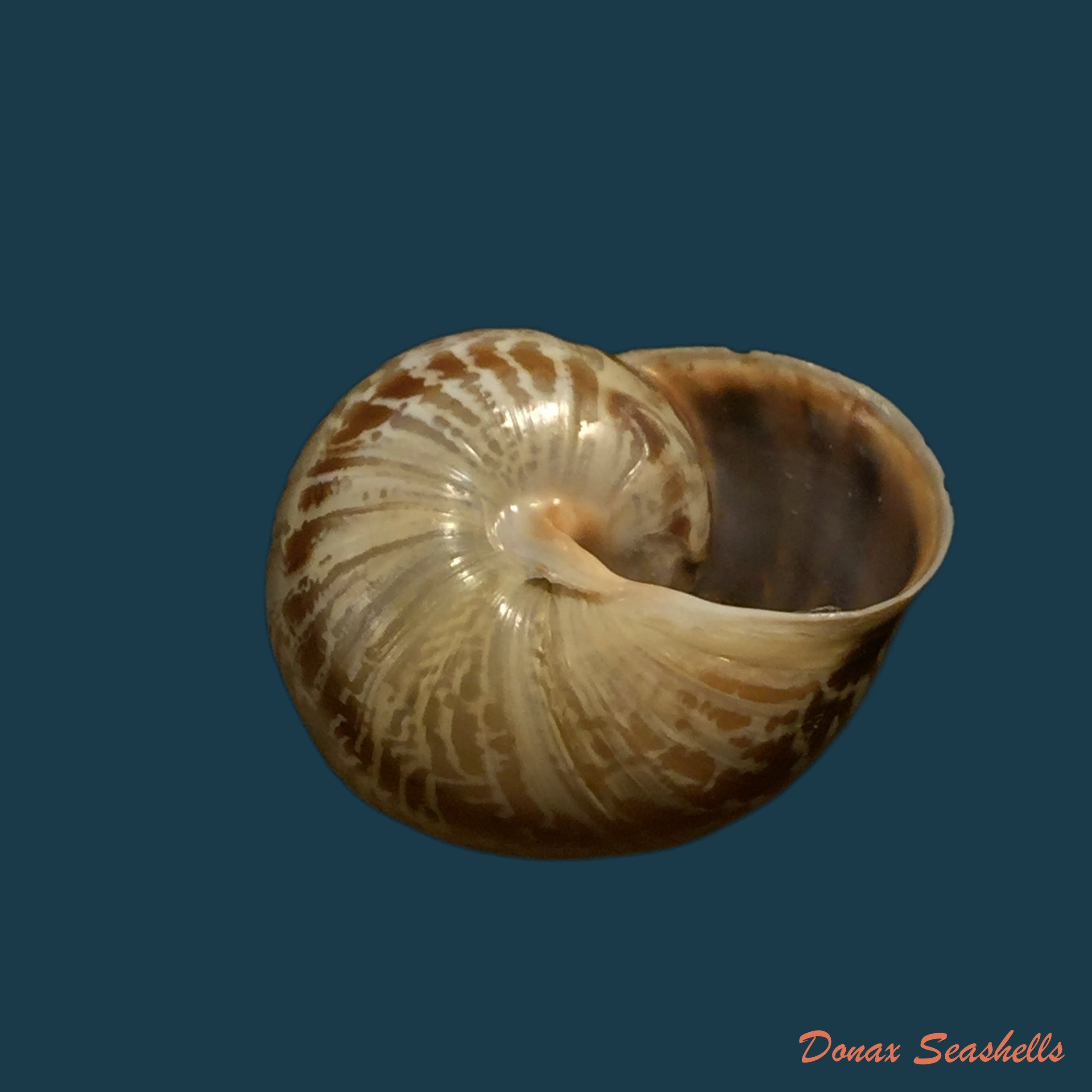 copia-de-allognathus-hispanicus-rossmassler-1838-23-6mm