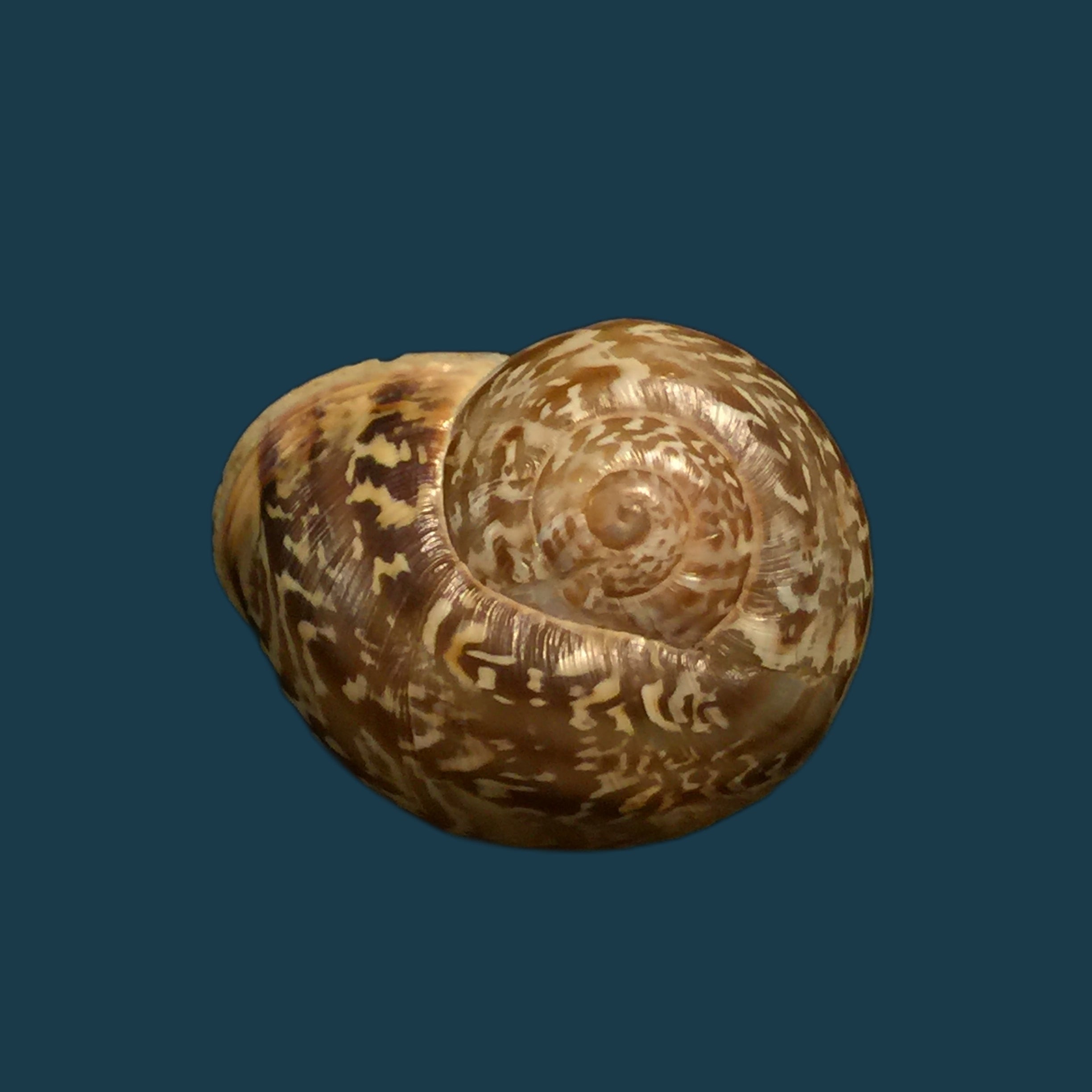 西班牙异颌龙（Rossmässler，1838）- 24,3毫米