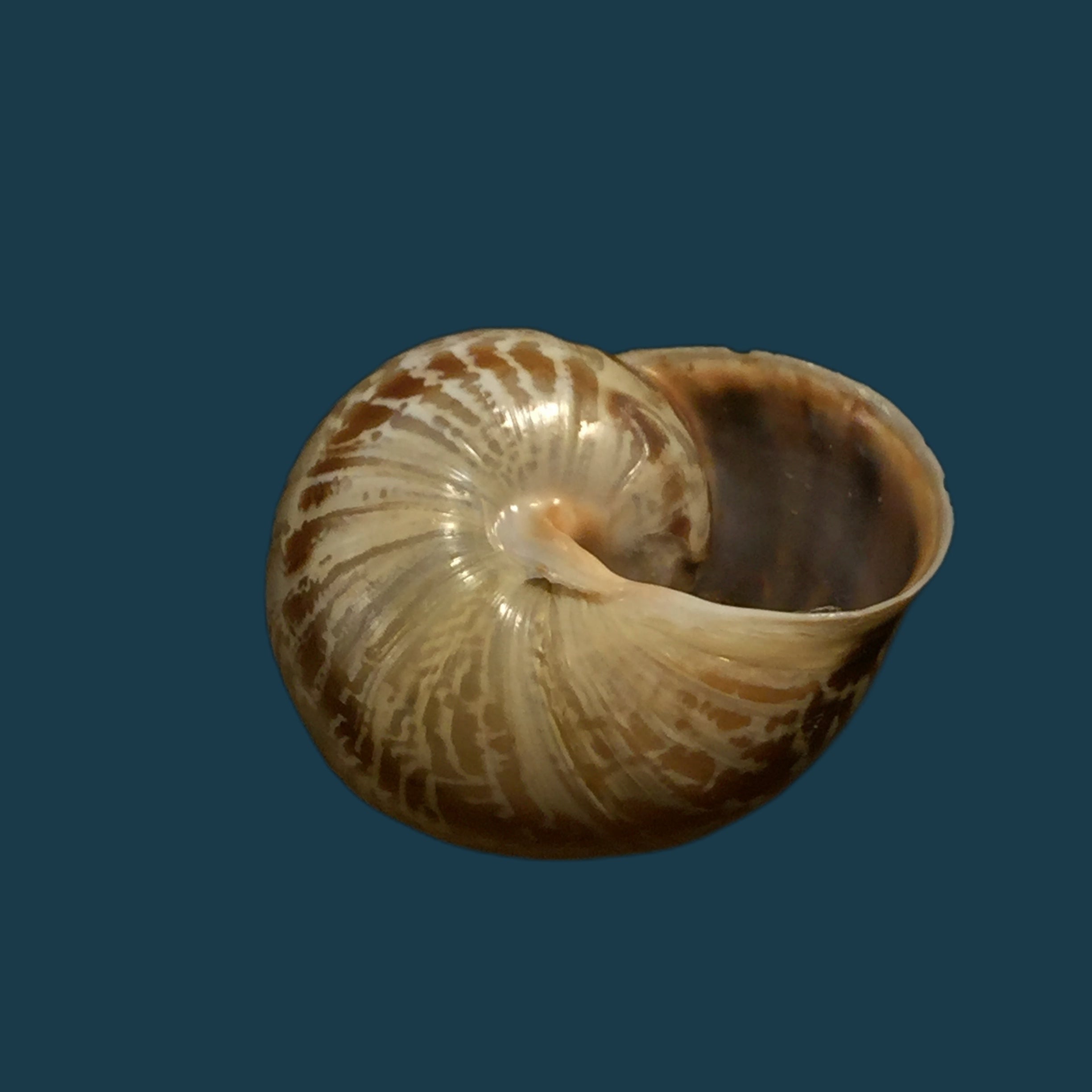 西班牙异颌龙（Rossmässler，1838）- 24,3毫米