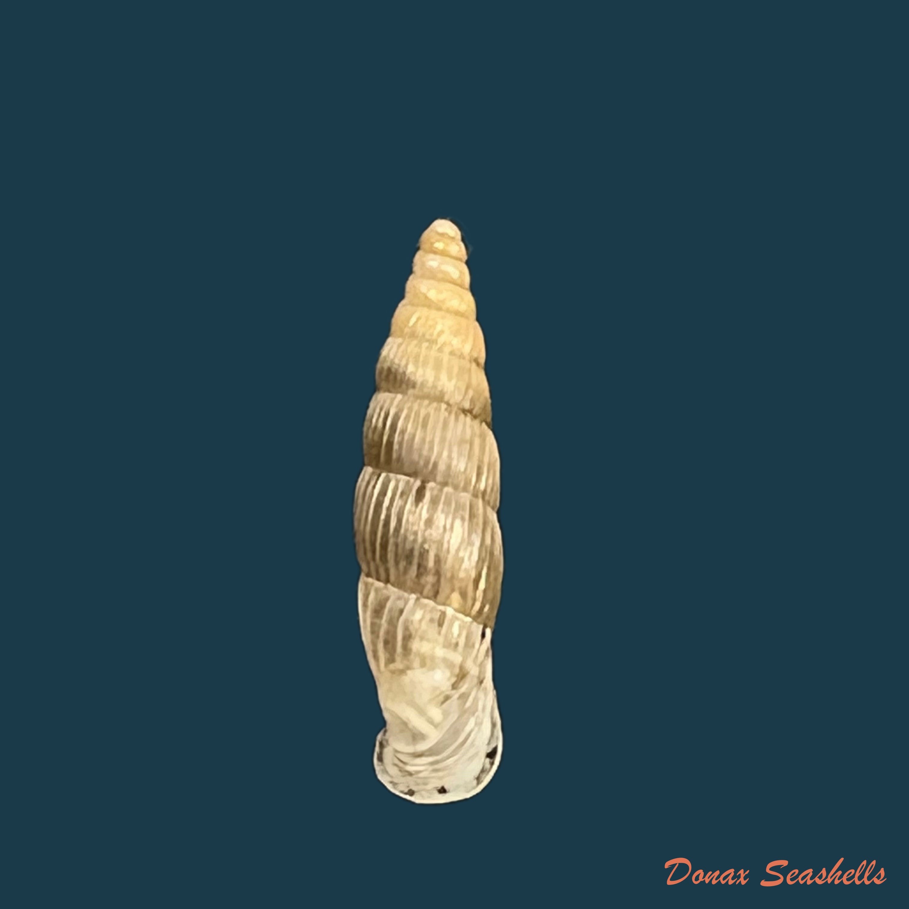 copia-de-alopia-bogatensis-bogatensis-bielz-1856-14-2mm