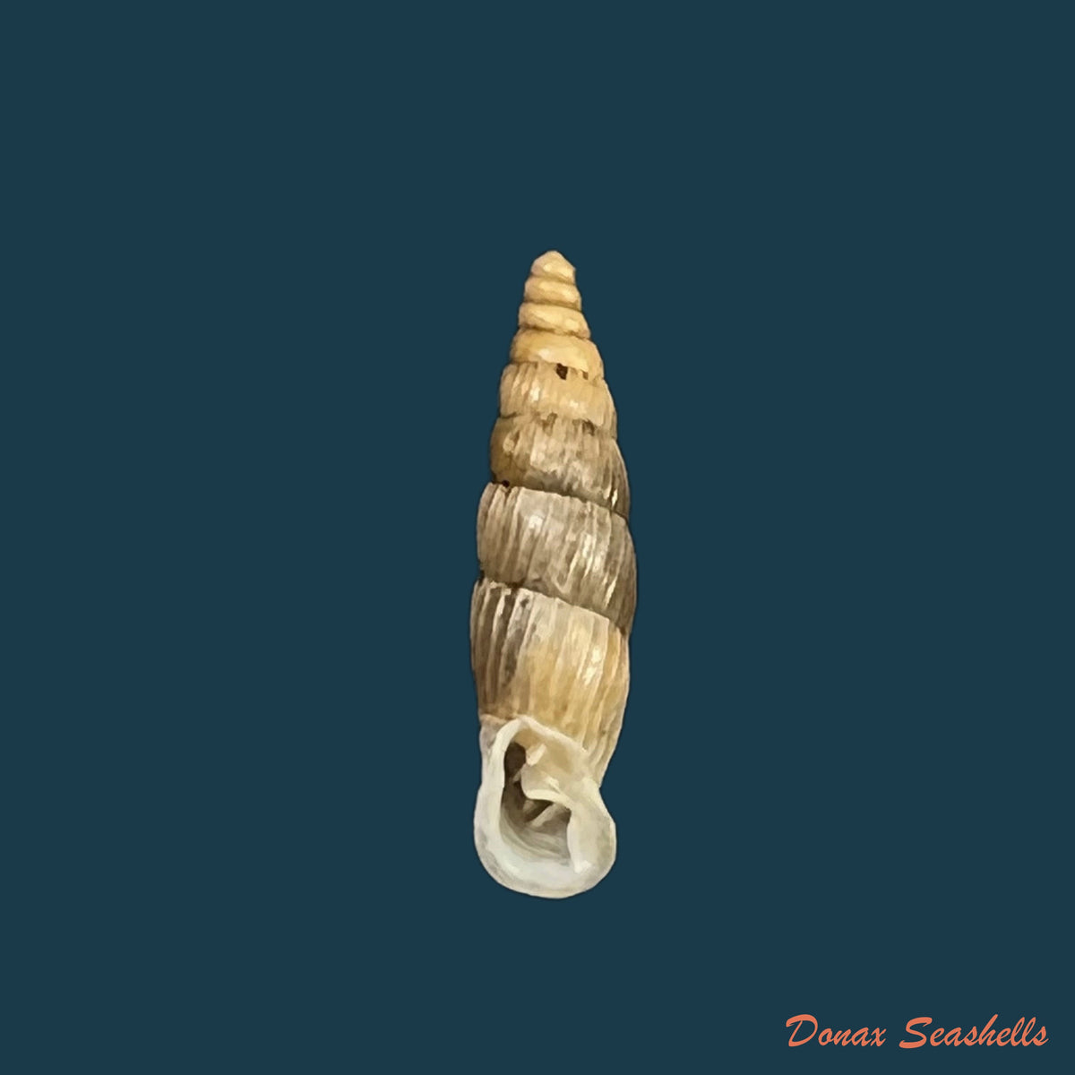copia-de-alopia-bogatensis-bogatensis-bielz-1856-14-2mm